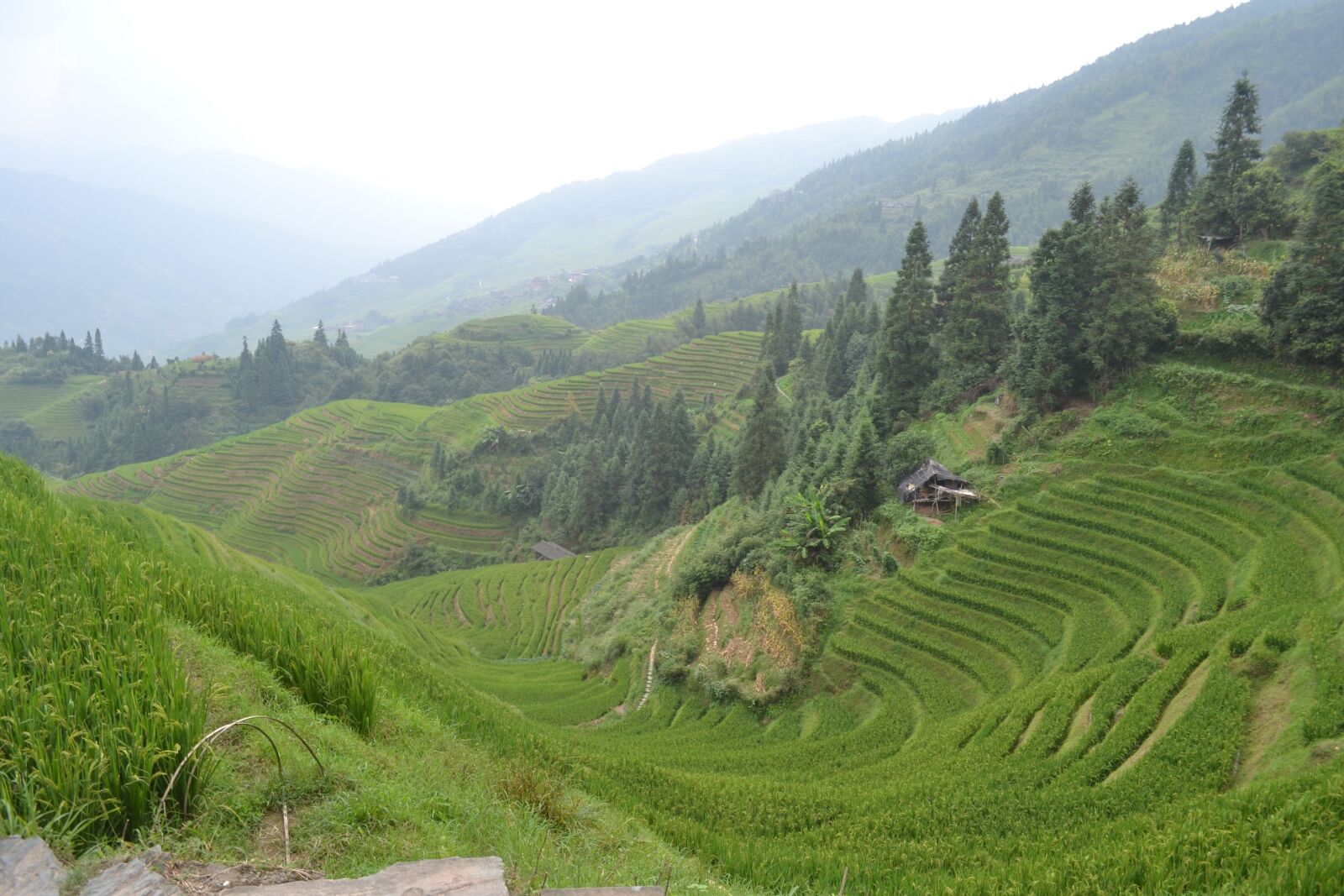 Nikon D3100 sample photo. China, rice paddies, longsheng photography