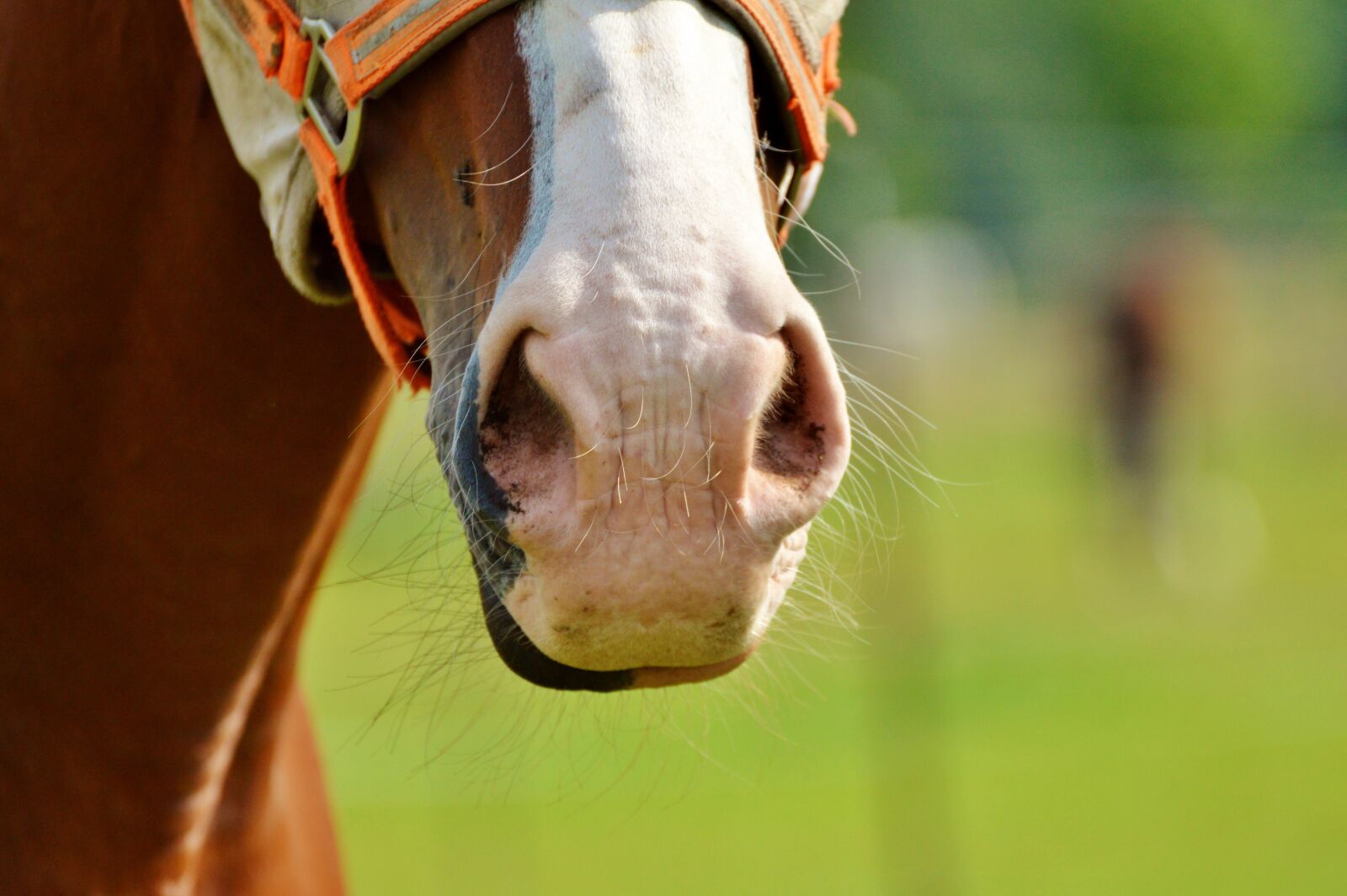Nikon D3200 sample photo. Horse, horse head, nostrils photography