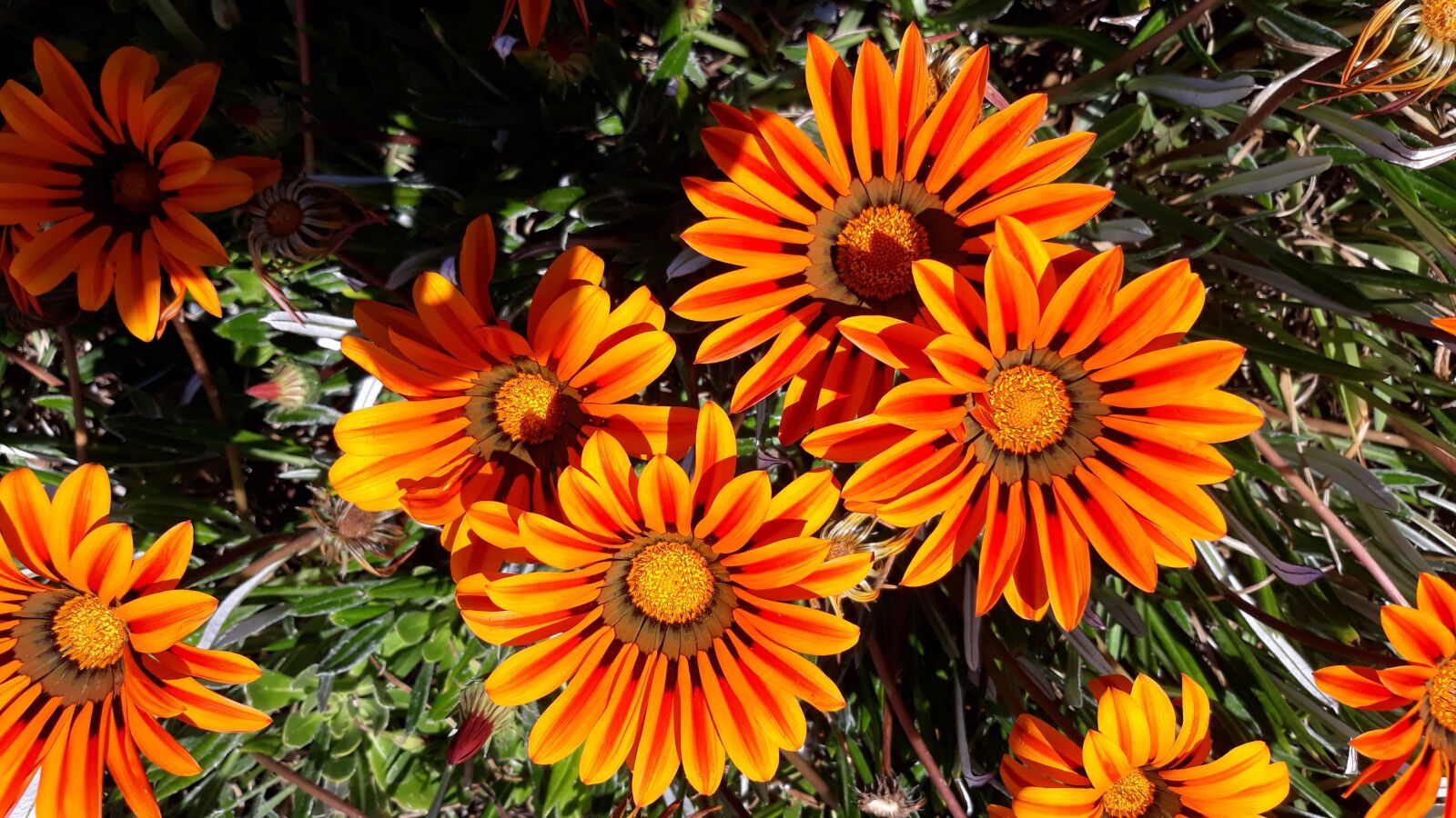Samsung Galaxy J5 sample photo. Flowers, orange, nature photography