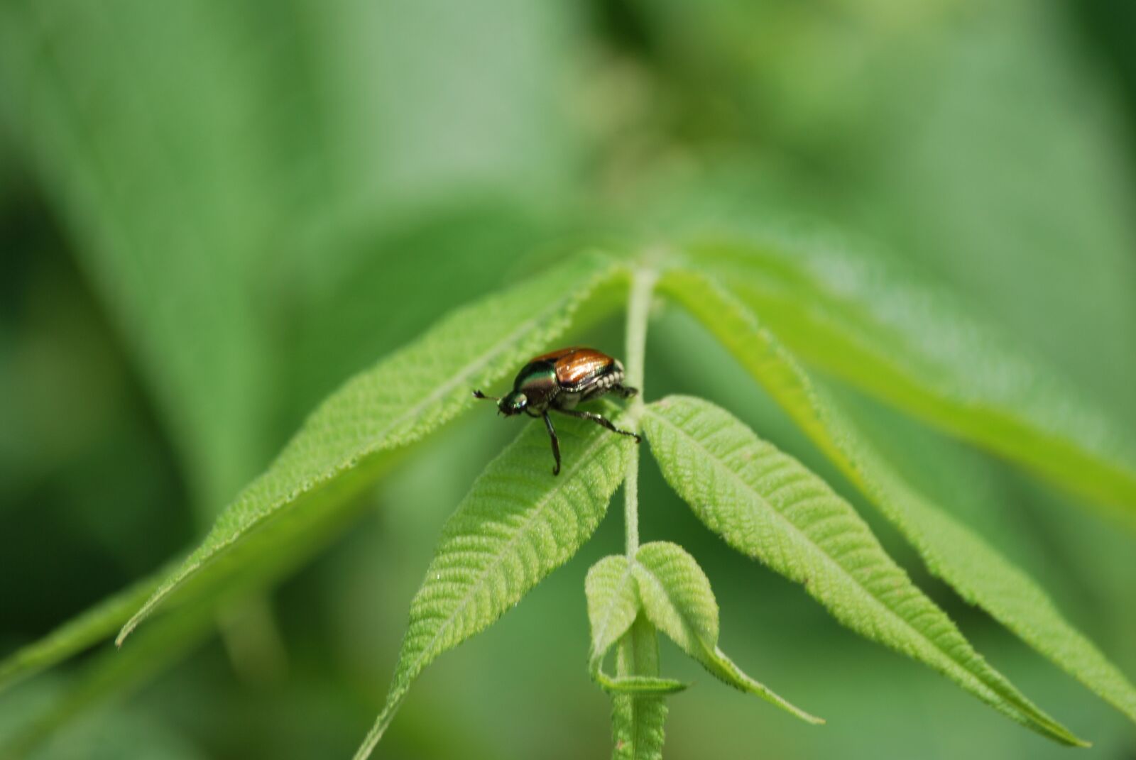 Nikon D60 sample photo. Beetle, leaf, bug photography