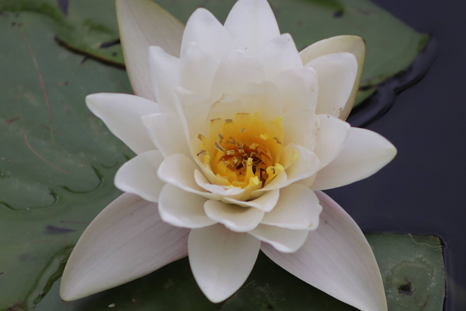 EF75-300mm f/4-5.6 sample photo. Plant, water lily, flowering photography