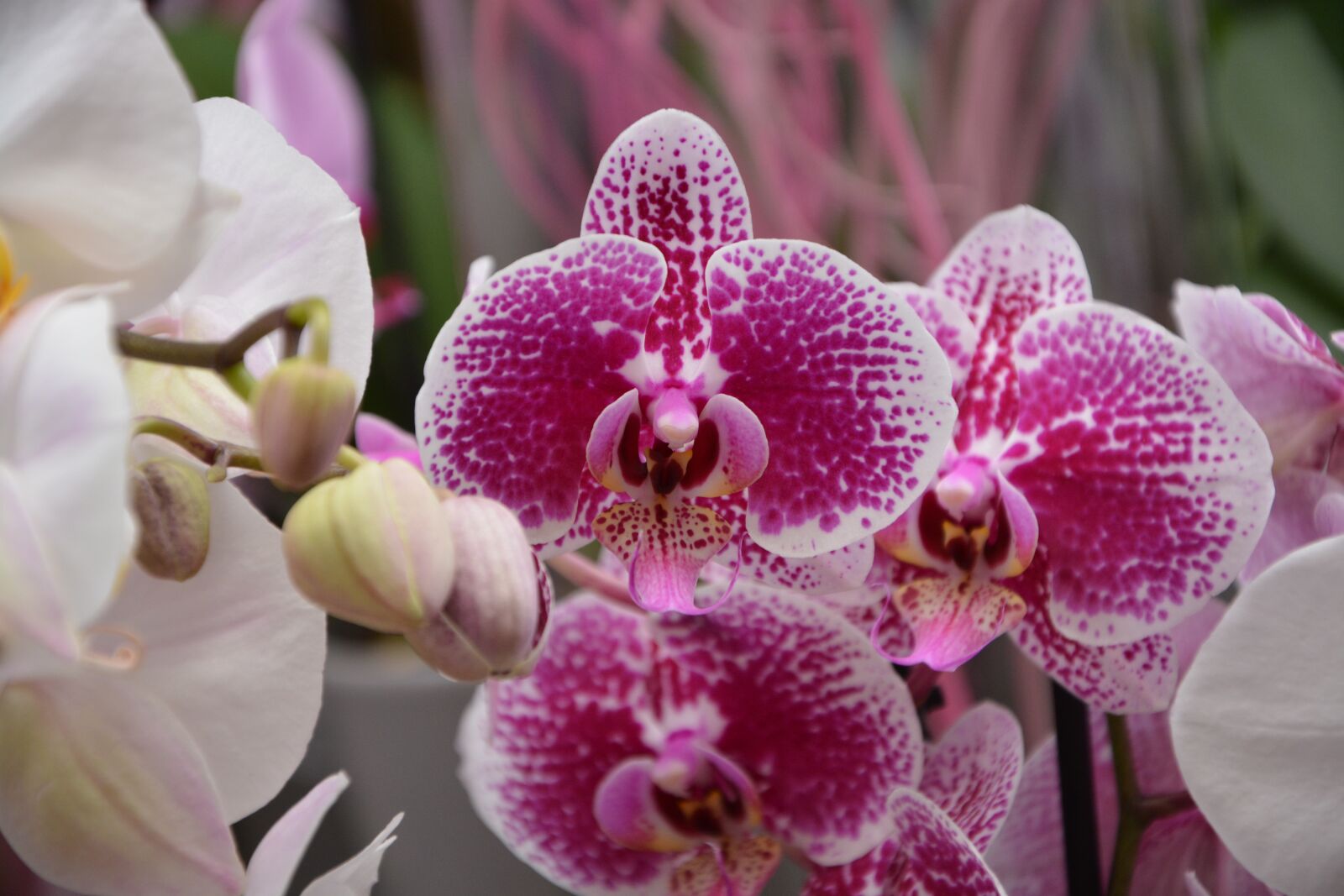 Nikon D5200 sample photo. Flower orchid, pink fuschia photography