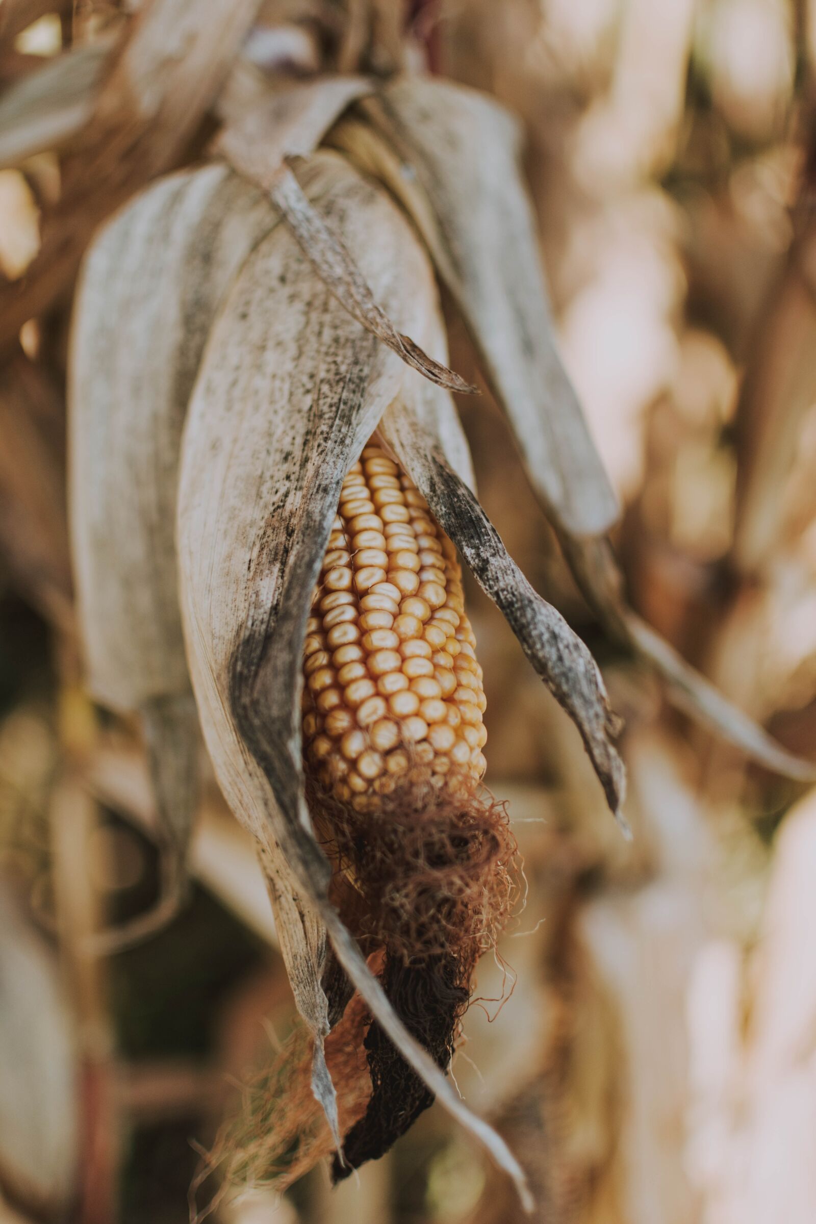 Nikon D5200 sample photo. Corn, dry, food photography