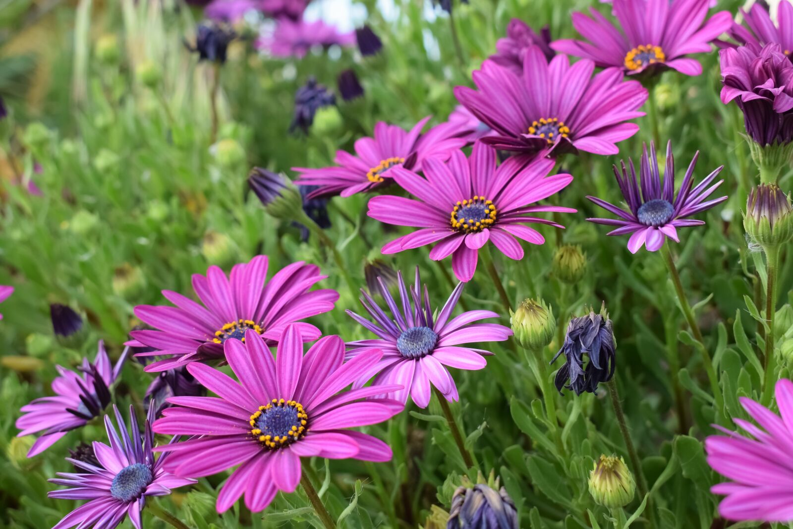 Nikon D3300 sample photo. African daisy, osteospermum, garden photography