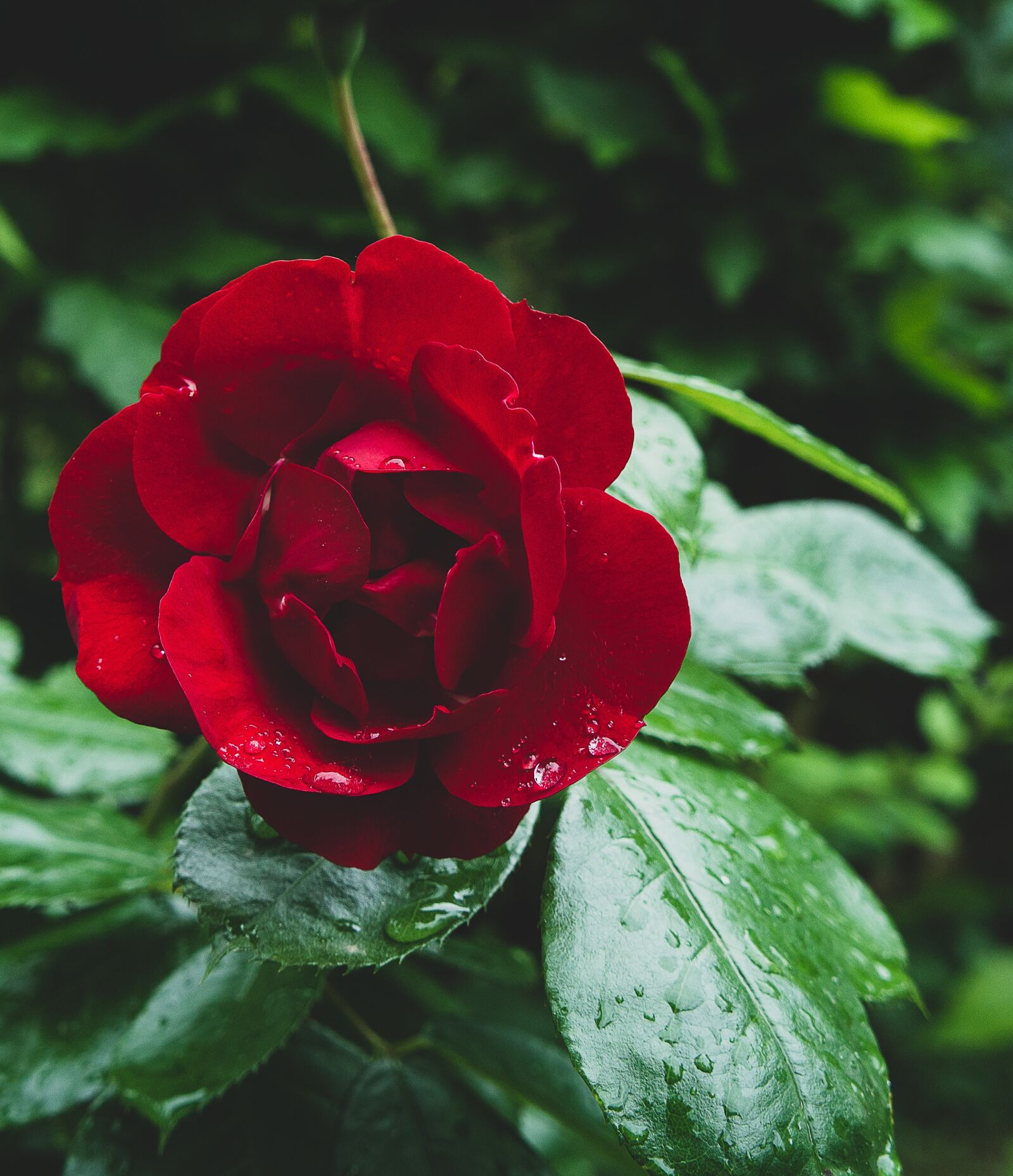 Sony Alpha NEX-3 + Sony E 18-55mm F3.5-5.6 OSS sample photo. Pink, red, garden photography