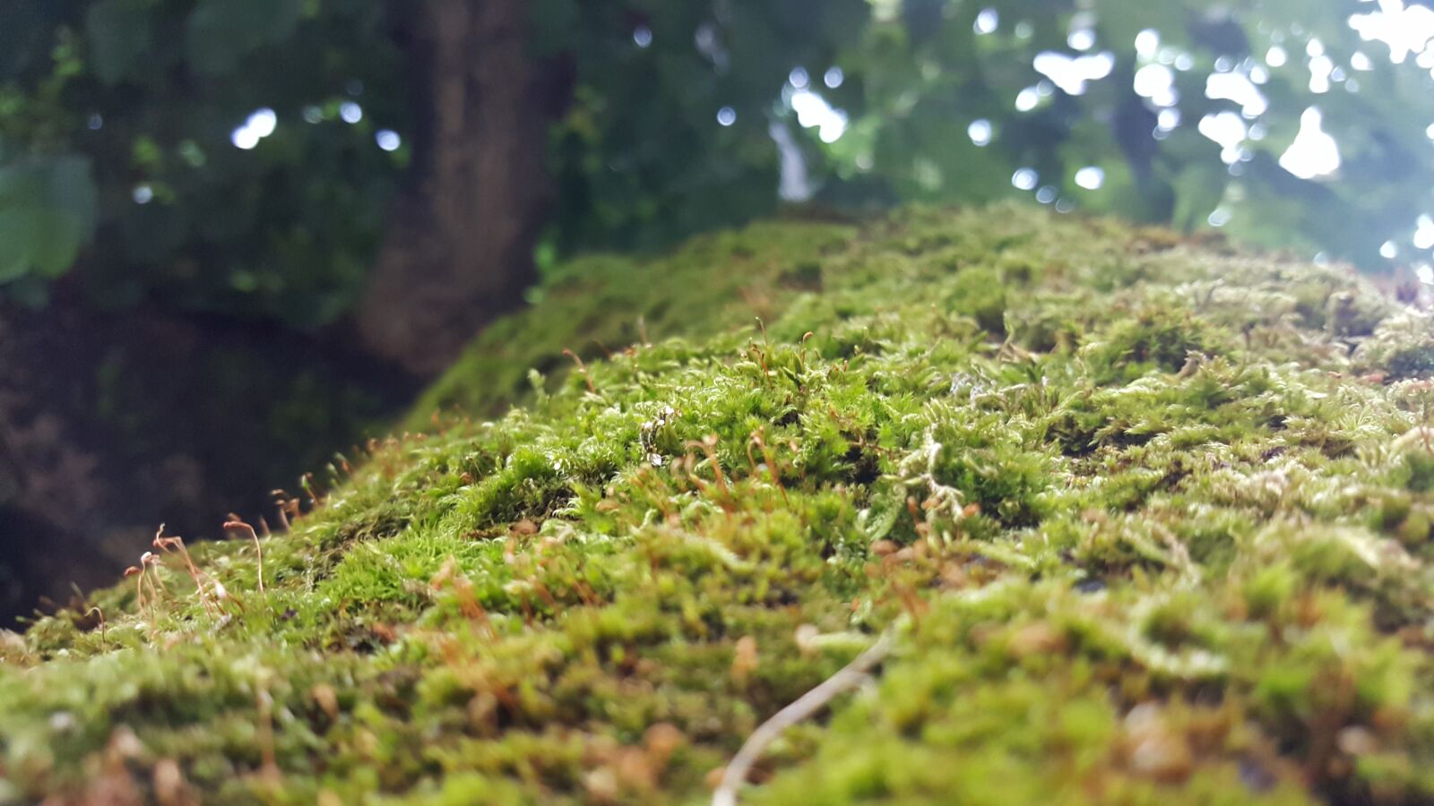 Samsung GALAXY S6 edge sample photo. Nature, moss, forest photography