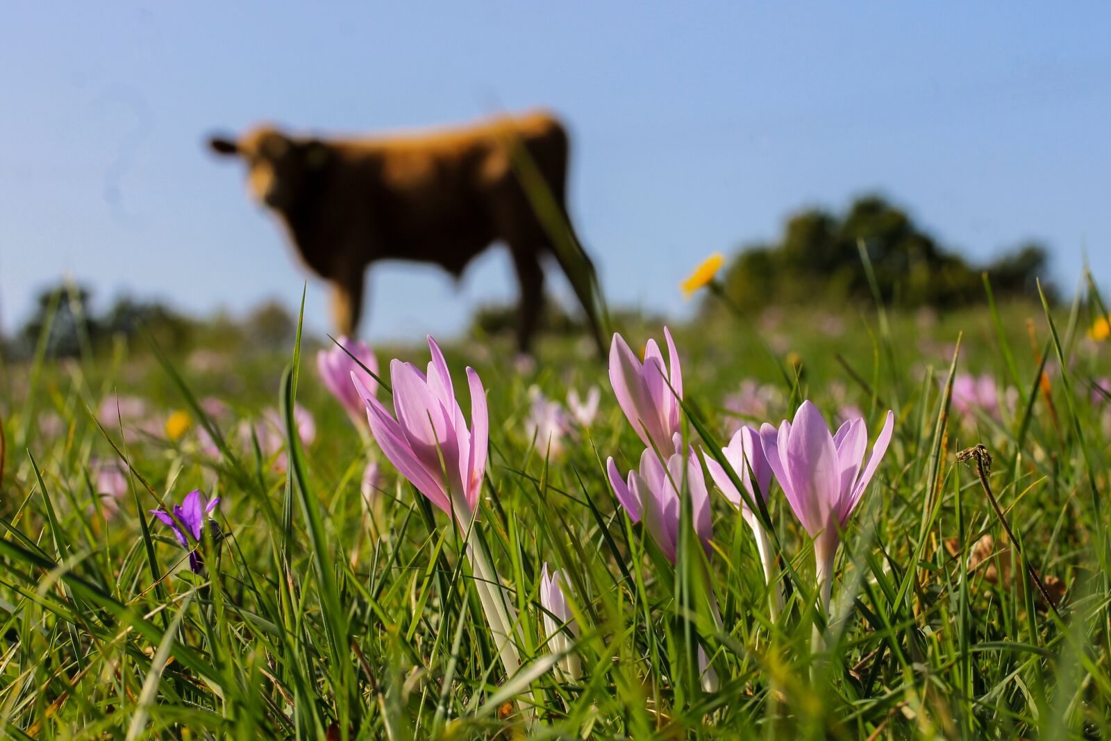 Canon EF-S 60mm F2.8 Macro USM sample photo. Saffron, legally protected, meadow photography