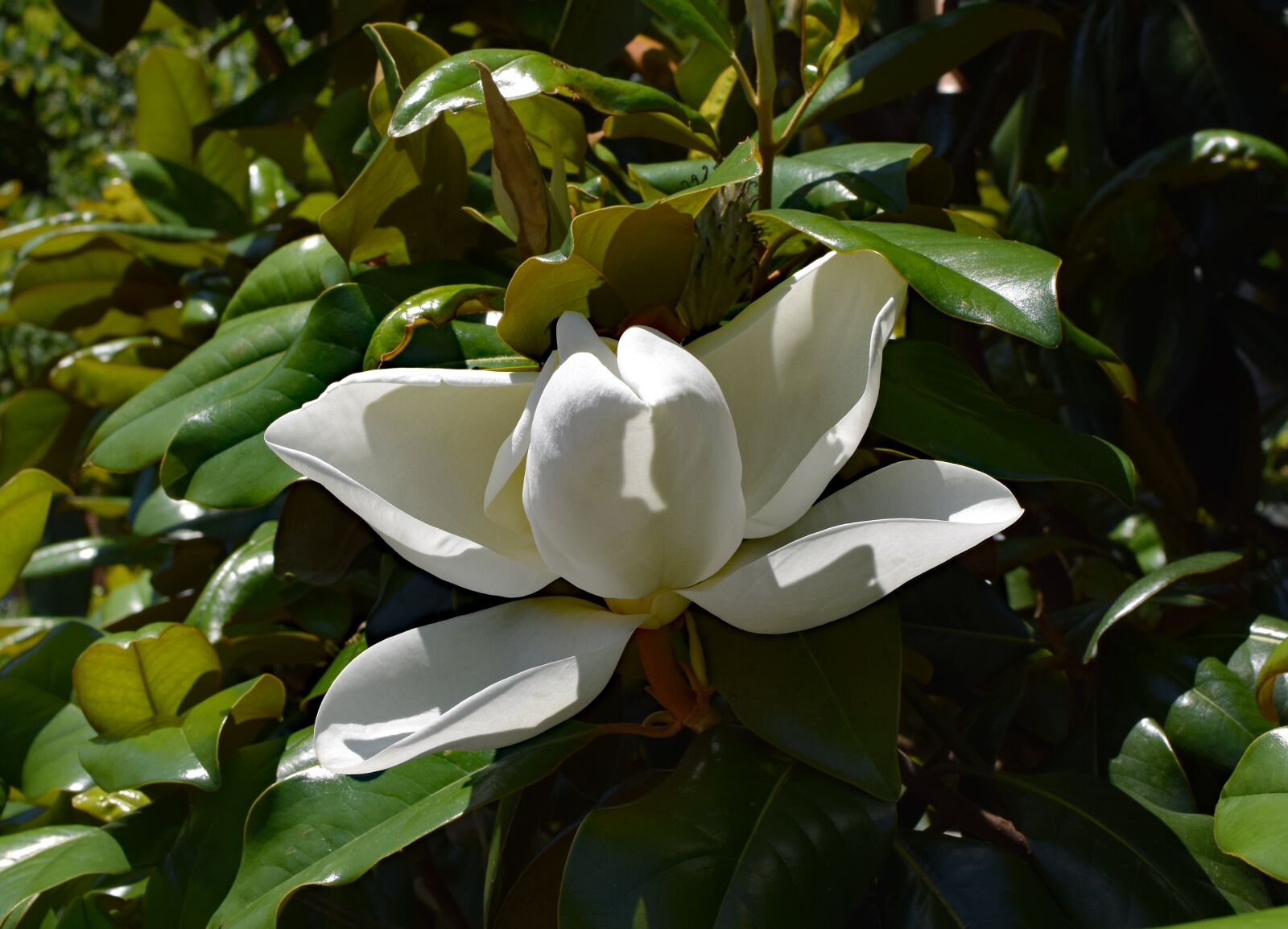 Nikon D3300 sample photo. Dinner-plate magnolia, flower opening photography