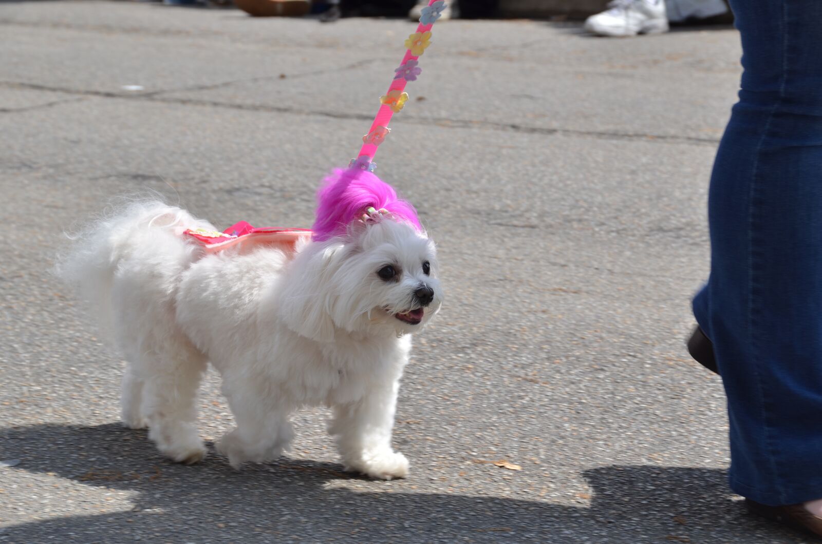 Nikon D7000 sample photo. Dog, maltese, white photography