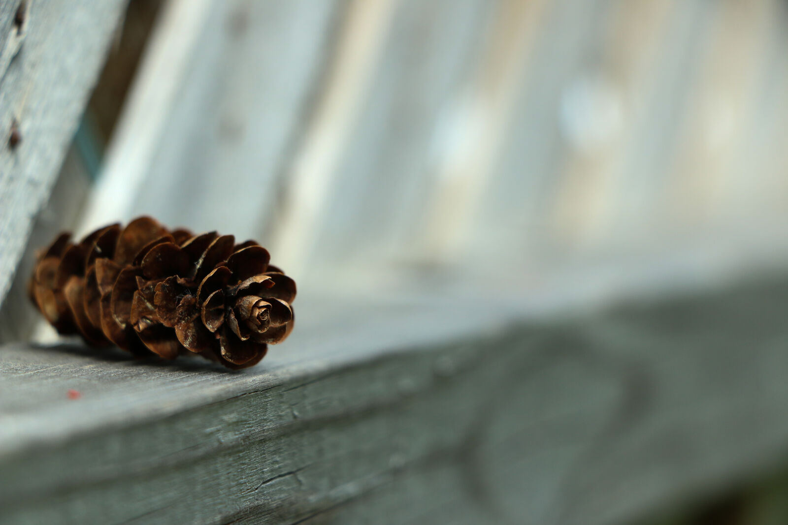 Canon EOS 70D + Canon EF-S 18-135mm F3.5-5.6 IS STM sample photo. Mothernature, natural, pine, cone photography