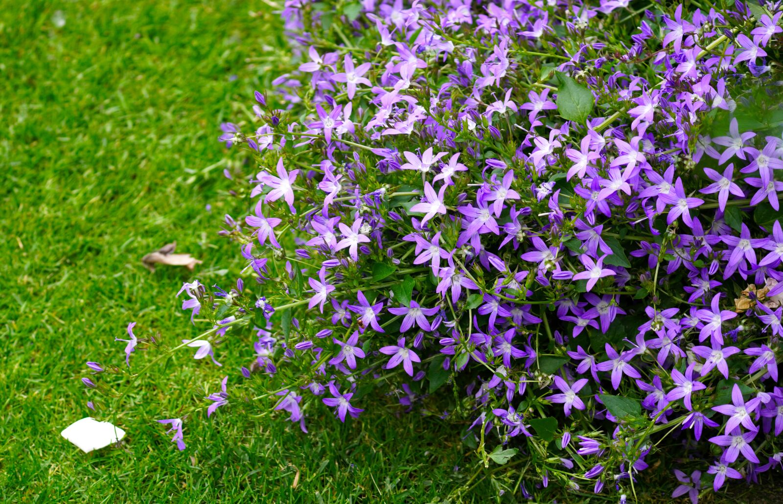 Sony E 70-350mm F4.5-6.3 G OSS sample photo. Bellflower, blue, flower photography