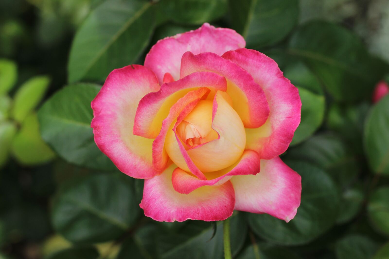 Canon EOS 600D (Rebel EOS T3i / EOS Kiss X5) + Canon EF 50mm F1.8 STM sample photo. Rose, blossom, bloom photography