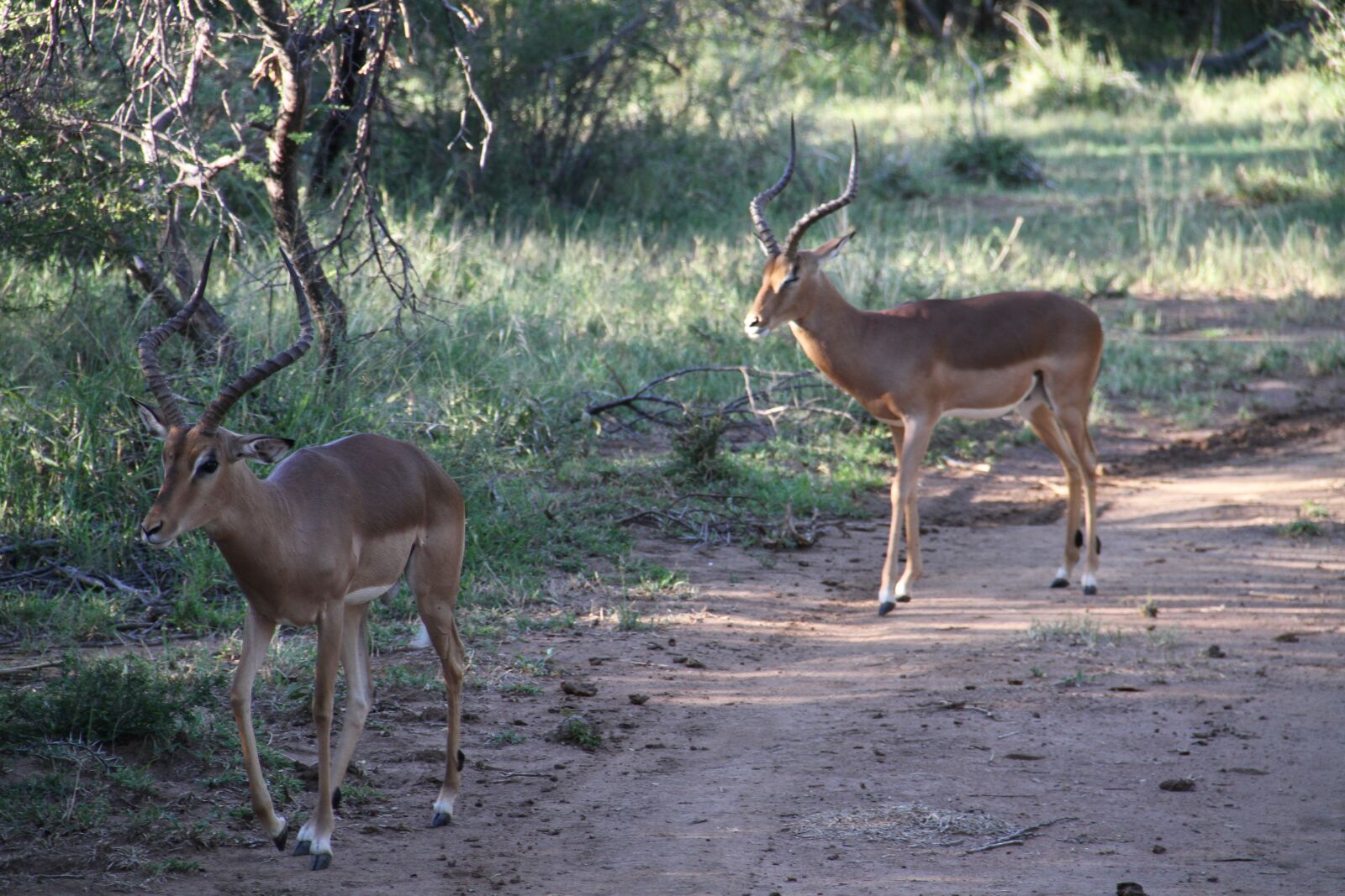 Canon EOS 7D sample photo. Male impala, pilanesberg, safari photography