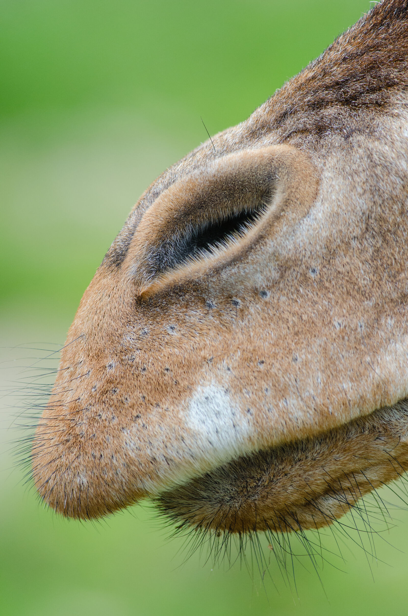 Nikon D7000 + Sigma APO Tele Macro 300mm F4 sample photo