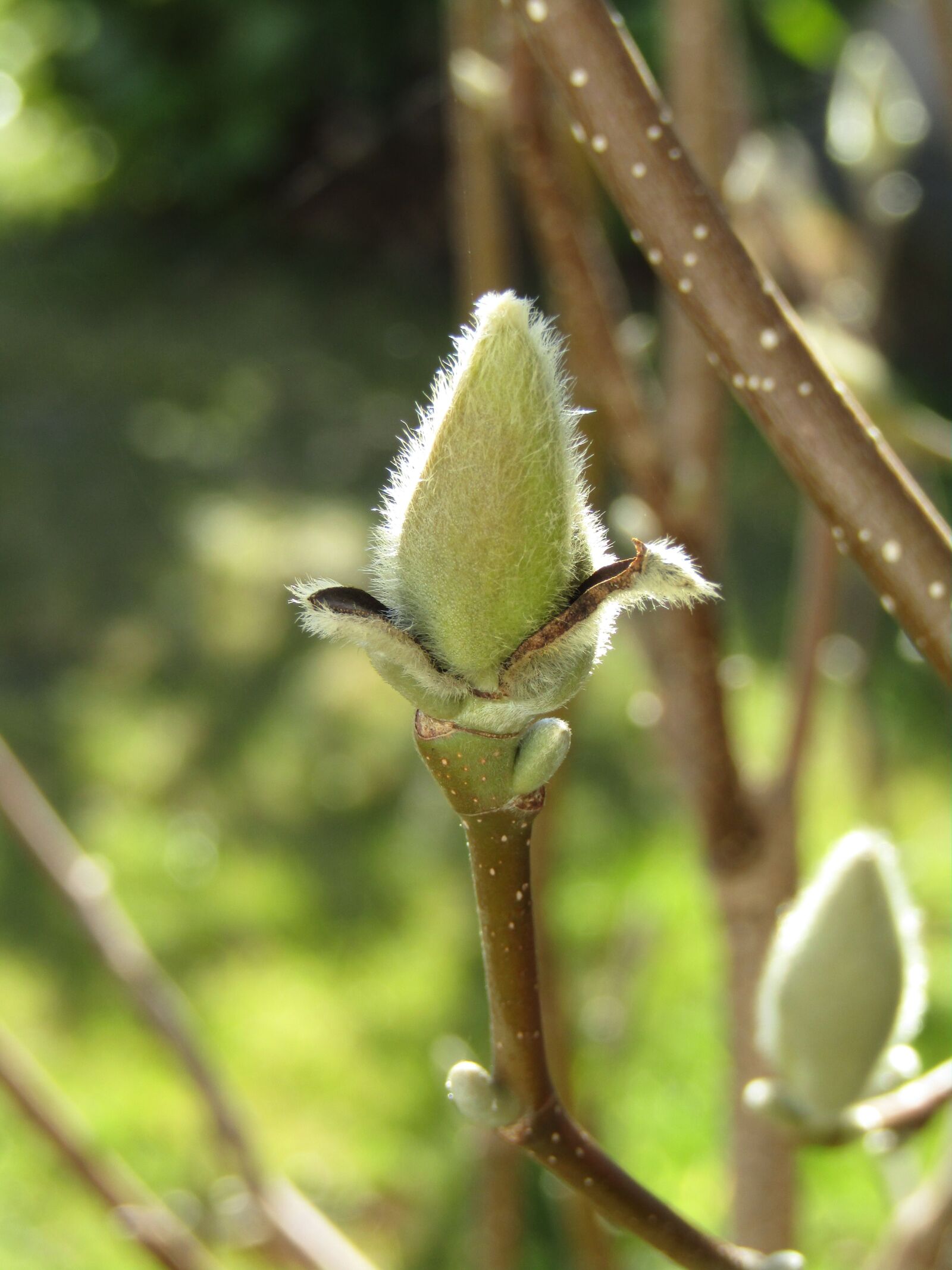 Canon POWERSHOT SX432 IS sample photo. Magnolia, bud, spring photography