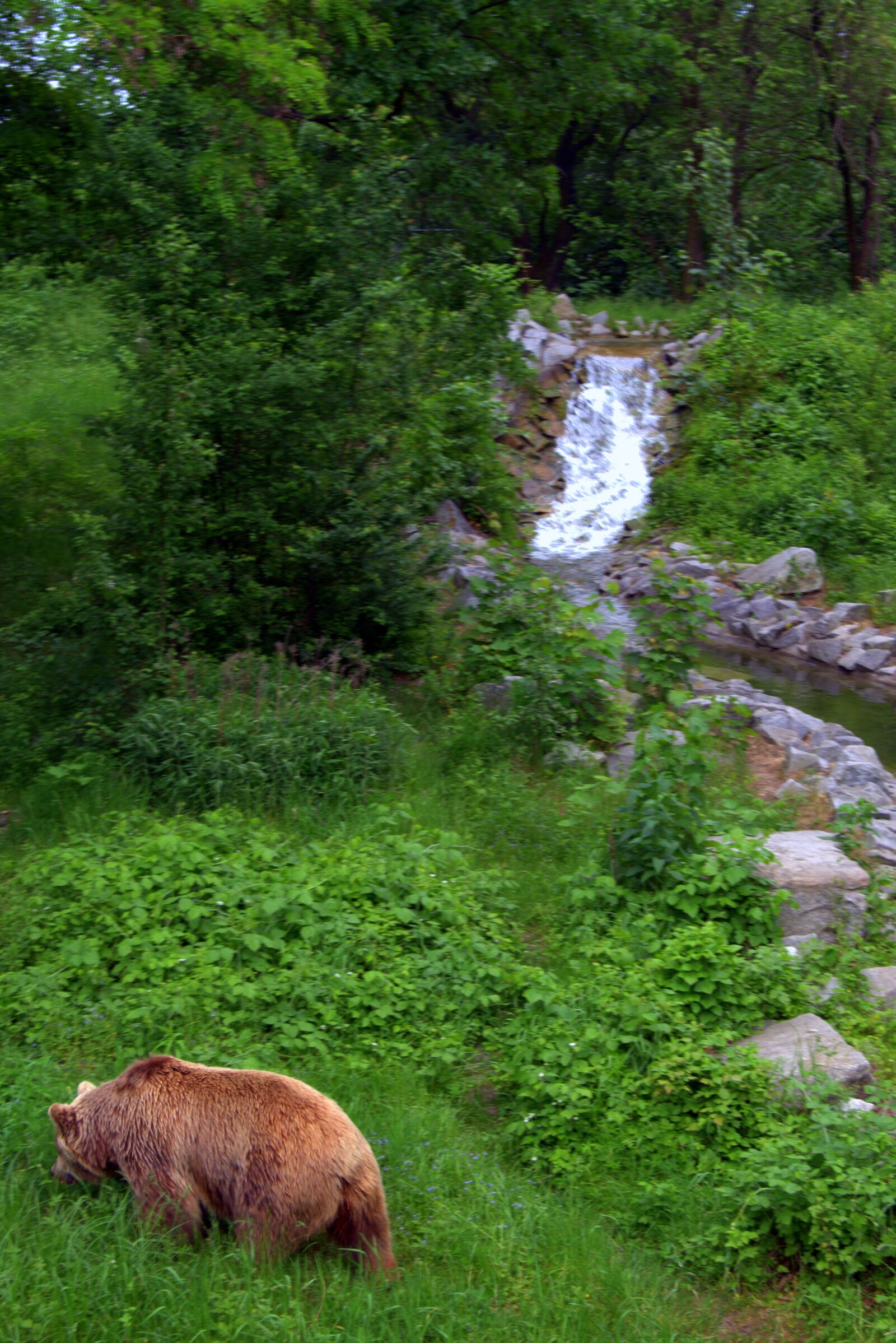 Pentax K-S2 sample photo. The bear, wildlife, brook photography