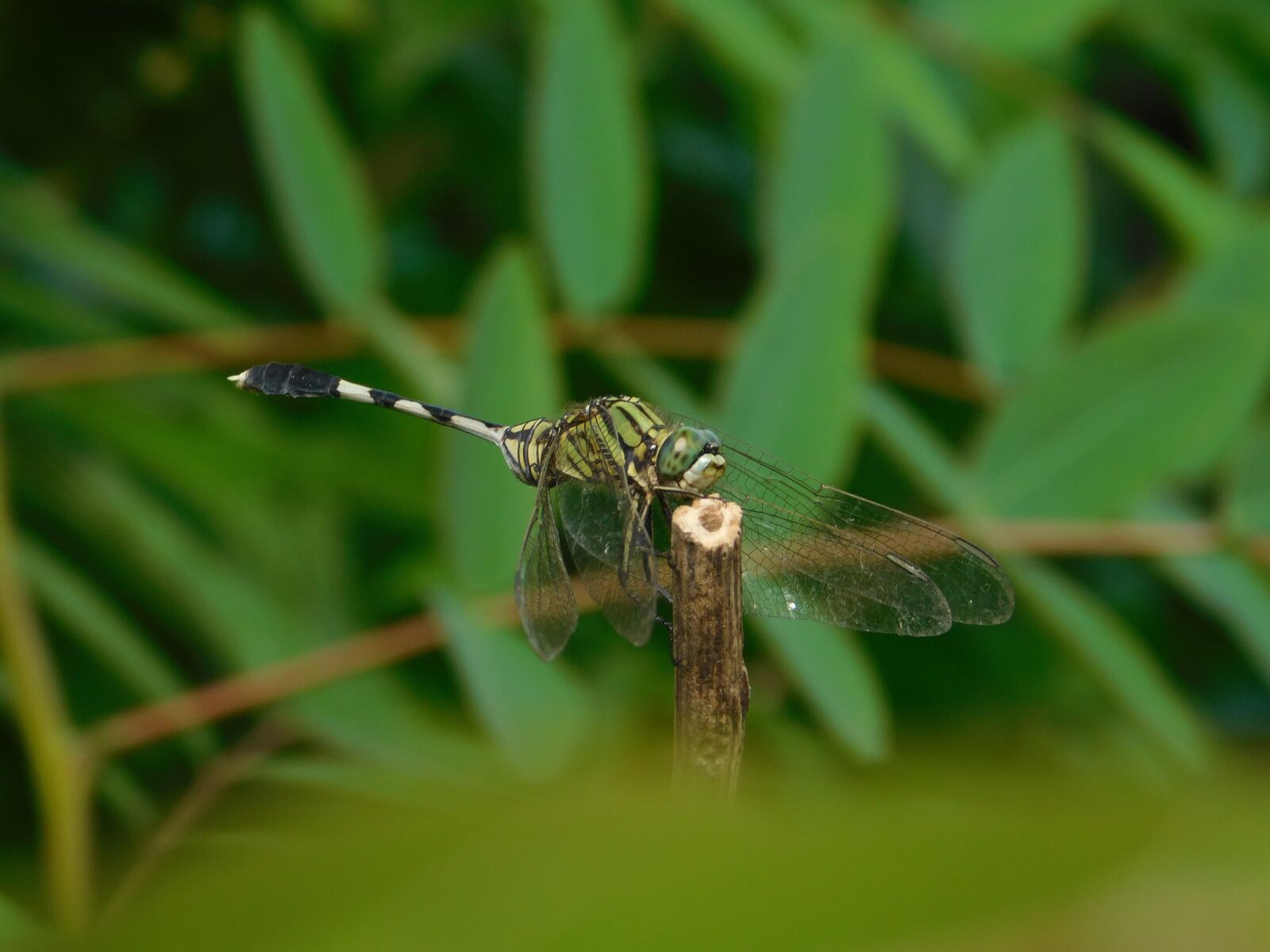Nikon Coolpix L840 sample photo. Dragonfly, plants, green photography