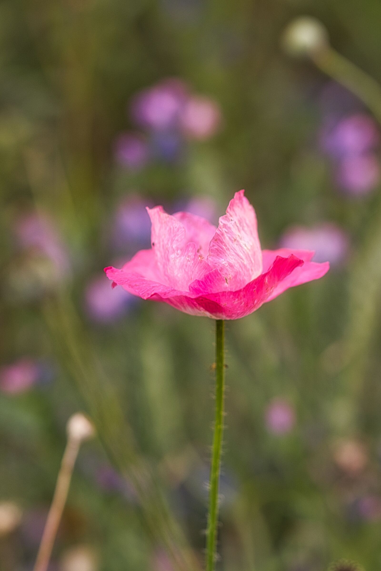 Canon EOS 200D (EOS Rebel SL2 / EOS Kiss X9) sample photo. Poppy, klatschmohn, nature photography
