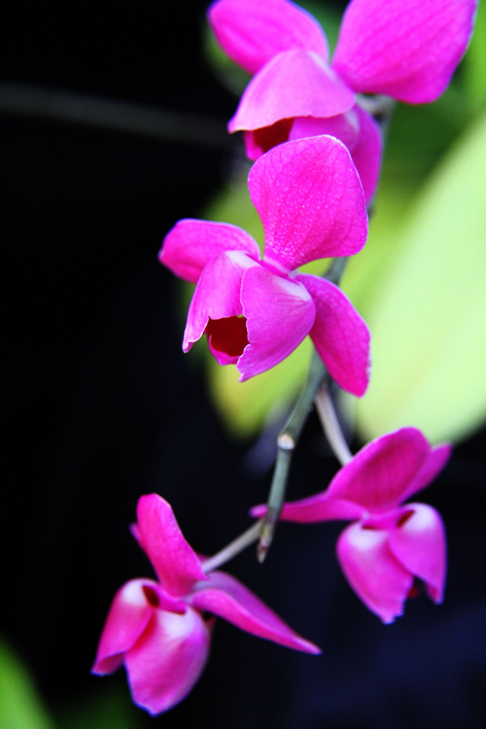 Canon EOS 7D sample photo. Orchid, pink, flowers photography