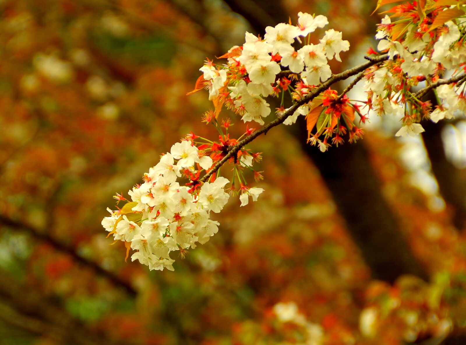 Pentax K-30 sample photo. Cherry distracting, sakura, japan photography