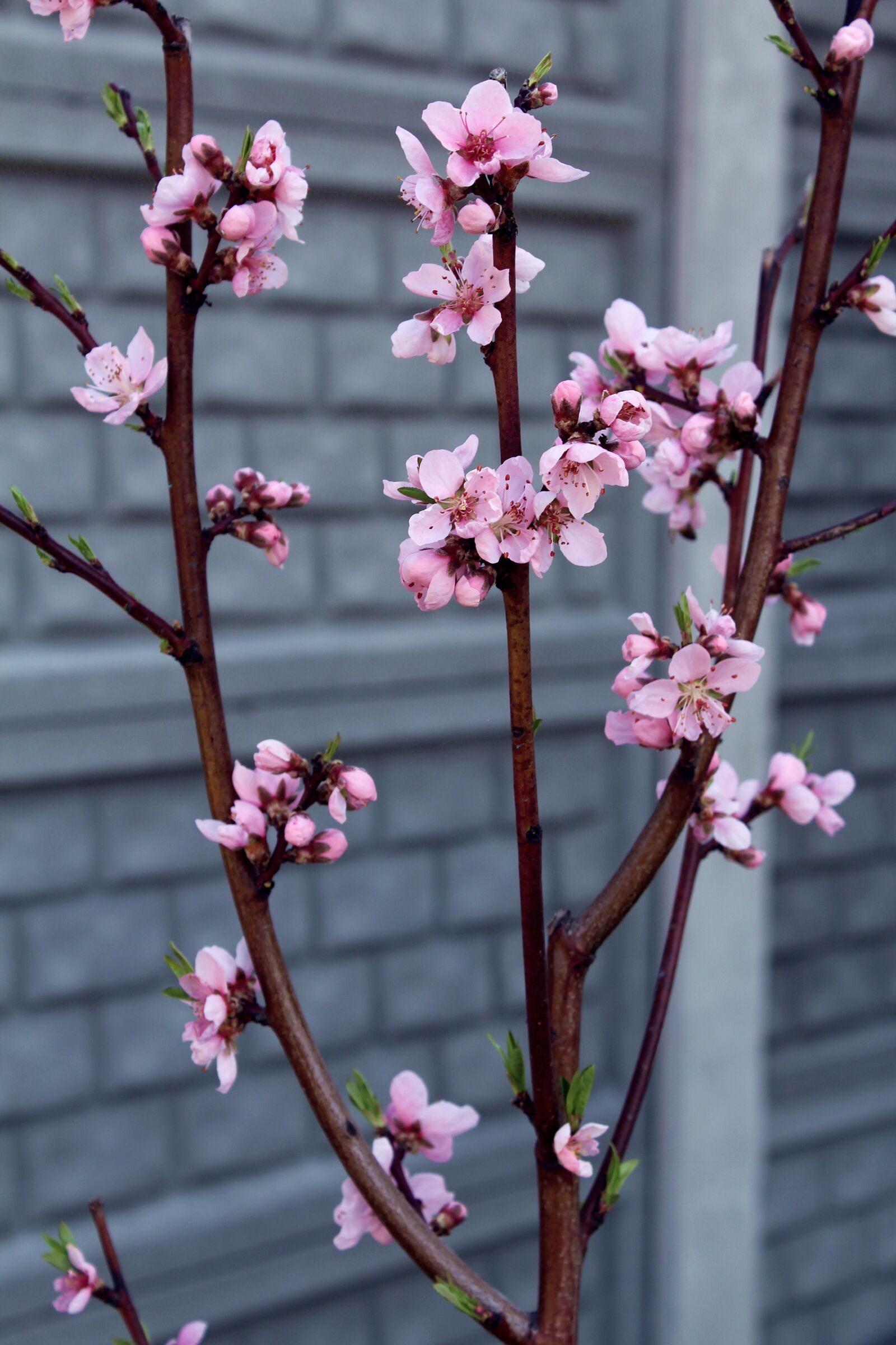 Canon EOS 700D (EOS Rebel T5i / EOS Kiss X7i) sample photo. Flower, pink, nature photography