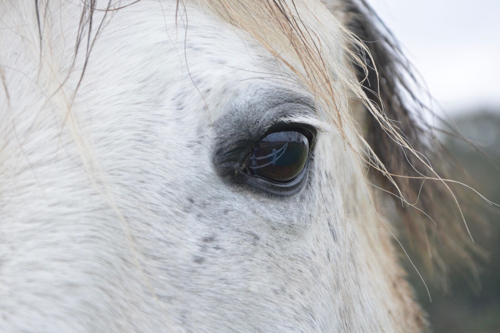 Nikon D5200 sample photo. Horse, horse eye, next photography