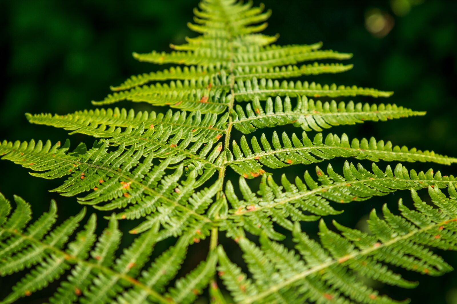 Nikon D3300 sample photo. Fern, green, forest photography