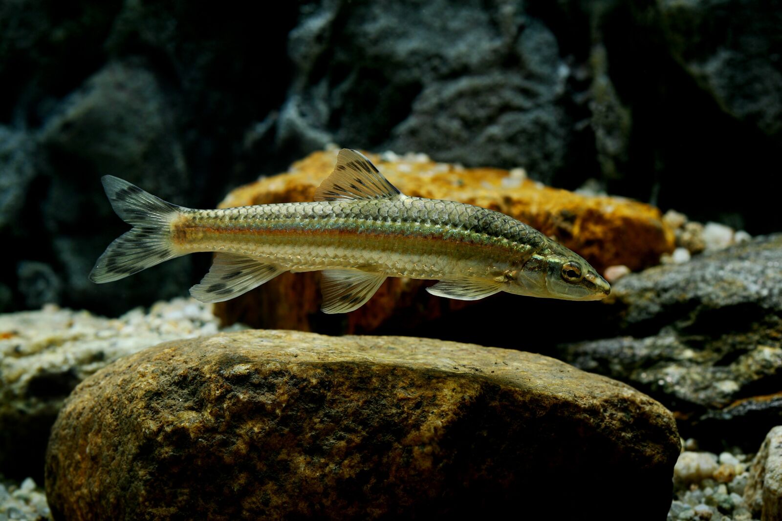Canon EOS-1D Mark II sample photo. Shri, freshwater fish, fishes photography