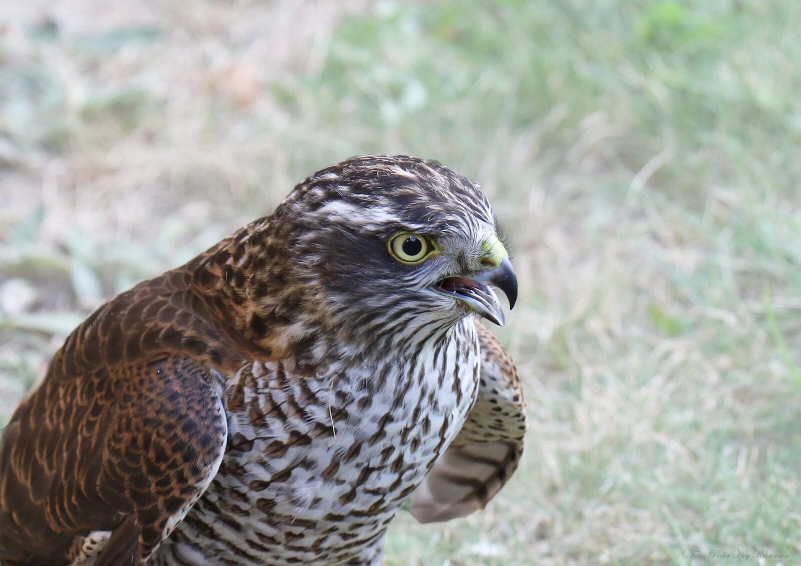 Canon EOS 7D Mark II sample photo. Sparrow hawk, bird of photography