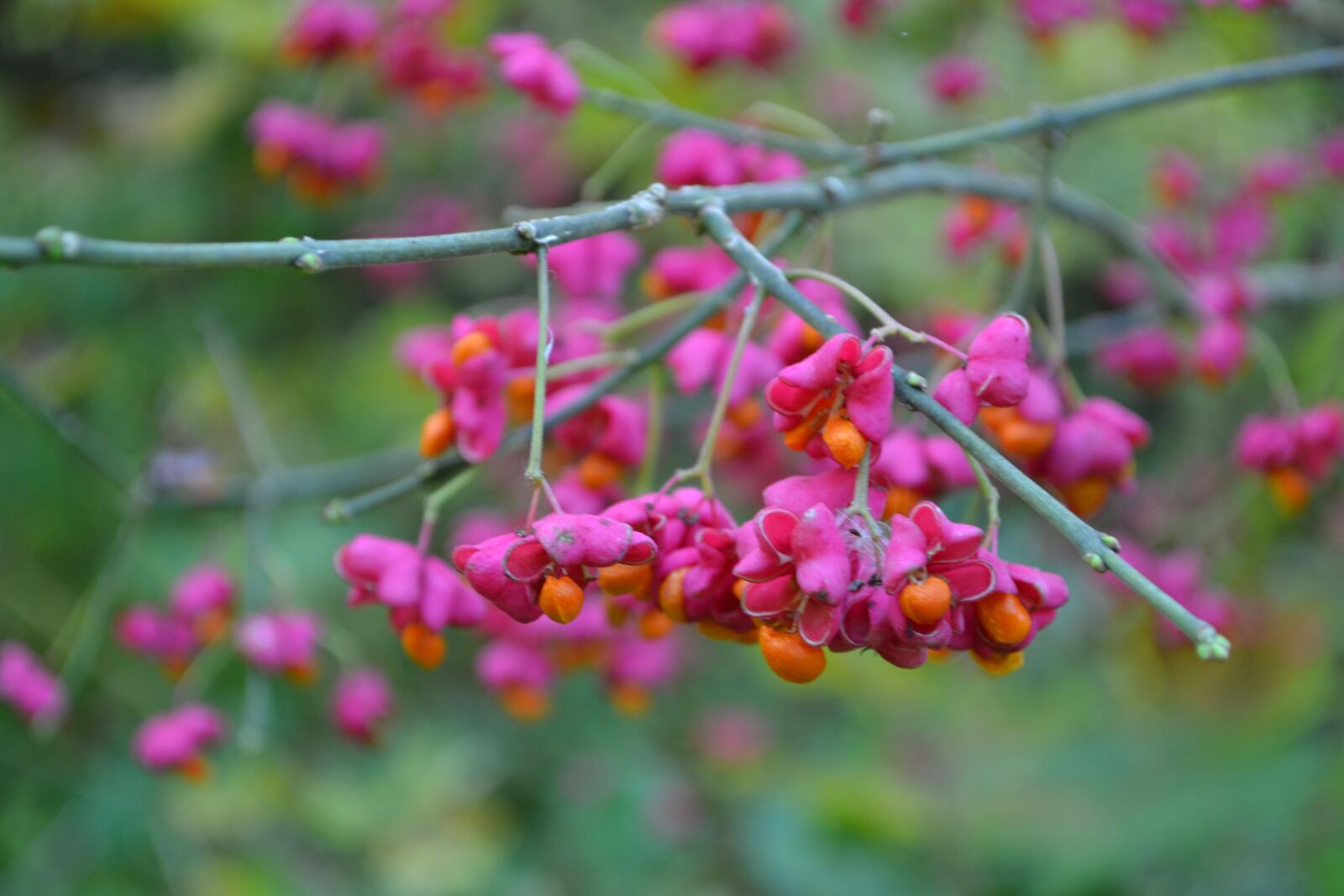 Nikon D3100 sample photo. Branch, branches, twig photography
