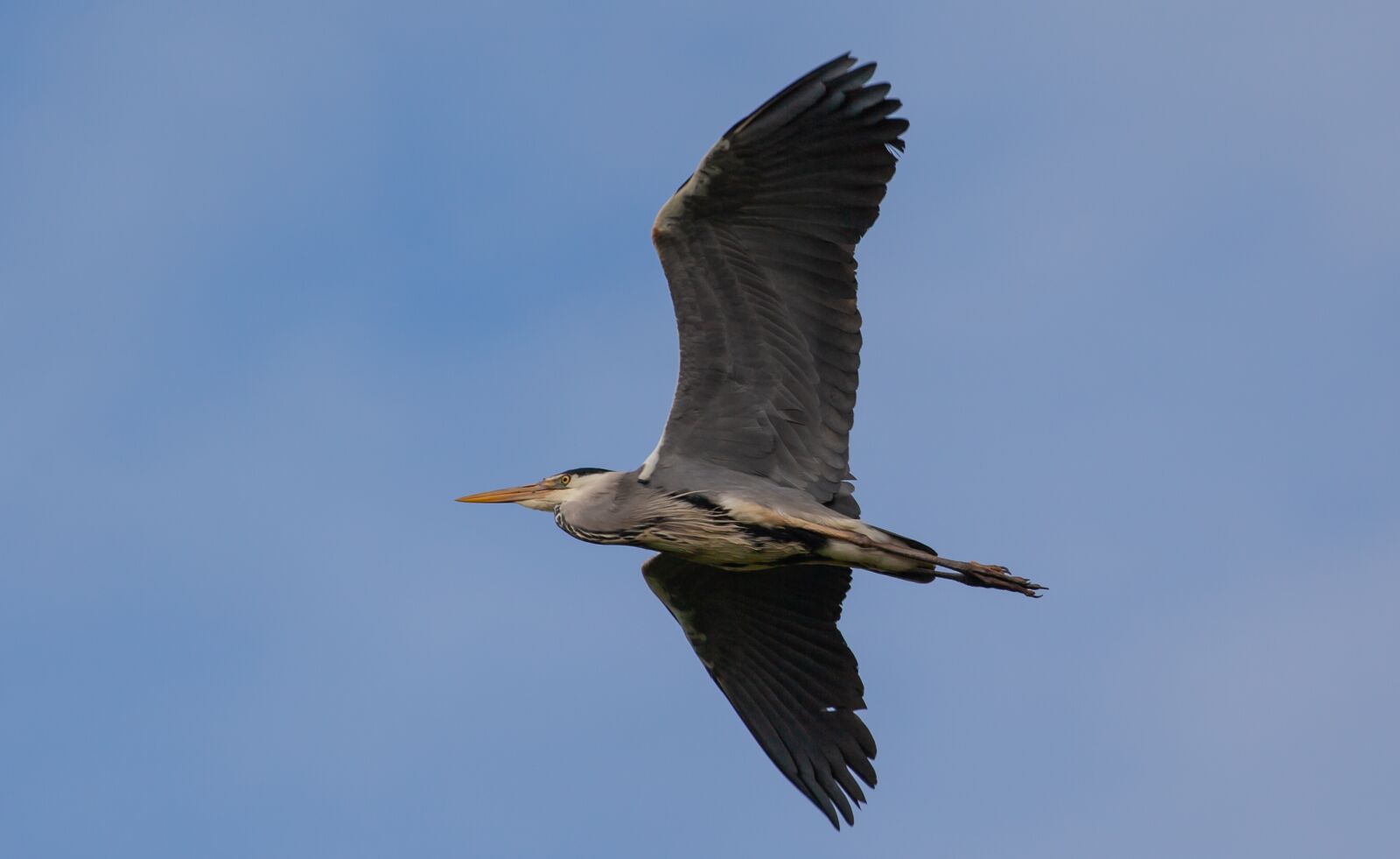 Canon EOS 5D Mark II + Canon EF 100-400mm F4.5-5.6L IS II USM sample photo. Heron flying, heron, grey photography