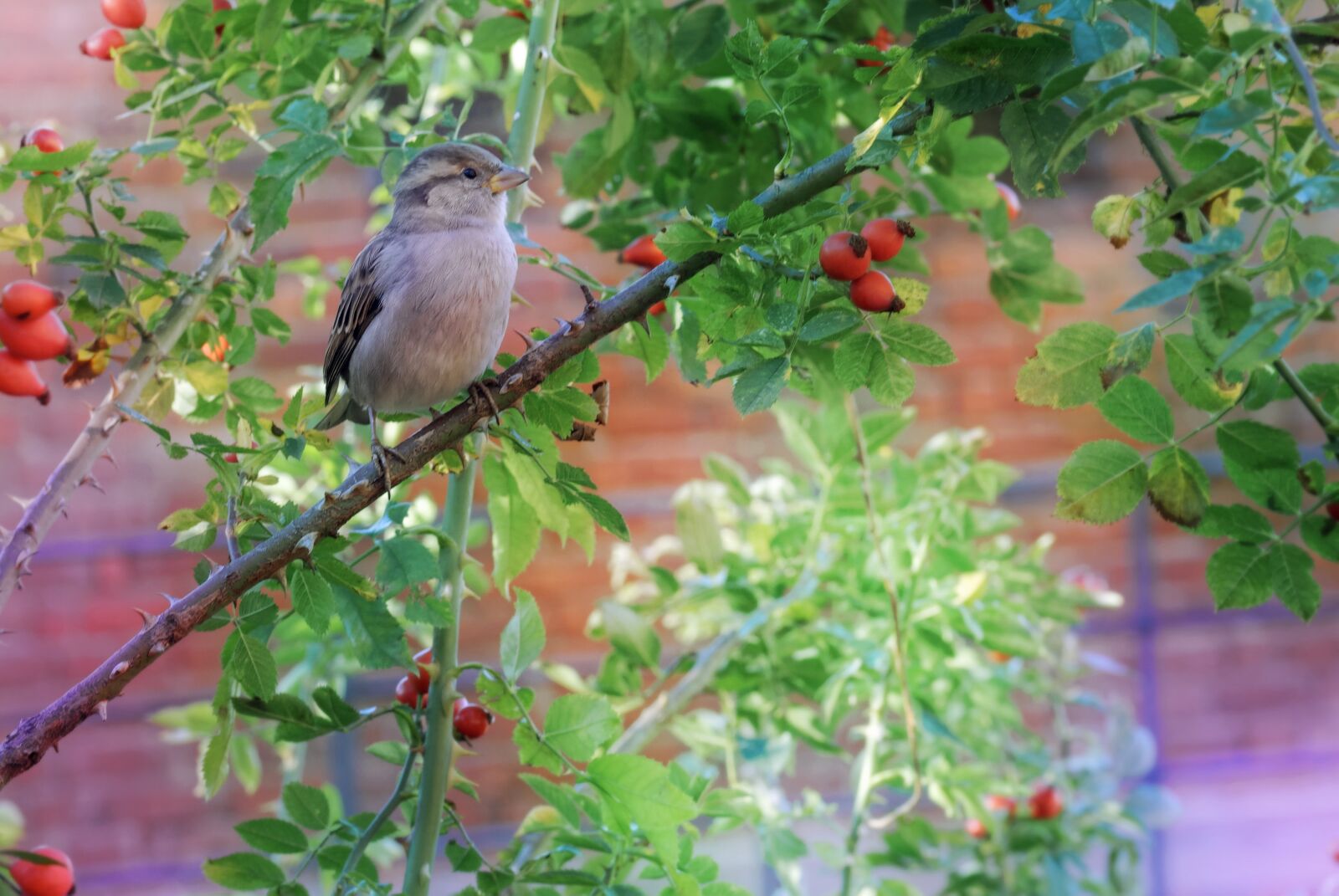 Nikon D5100 sample photo. Sparrow, bird, sitting photography