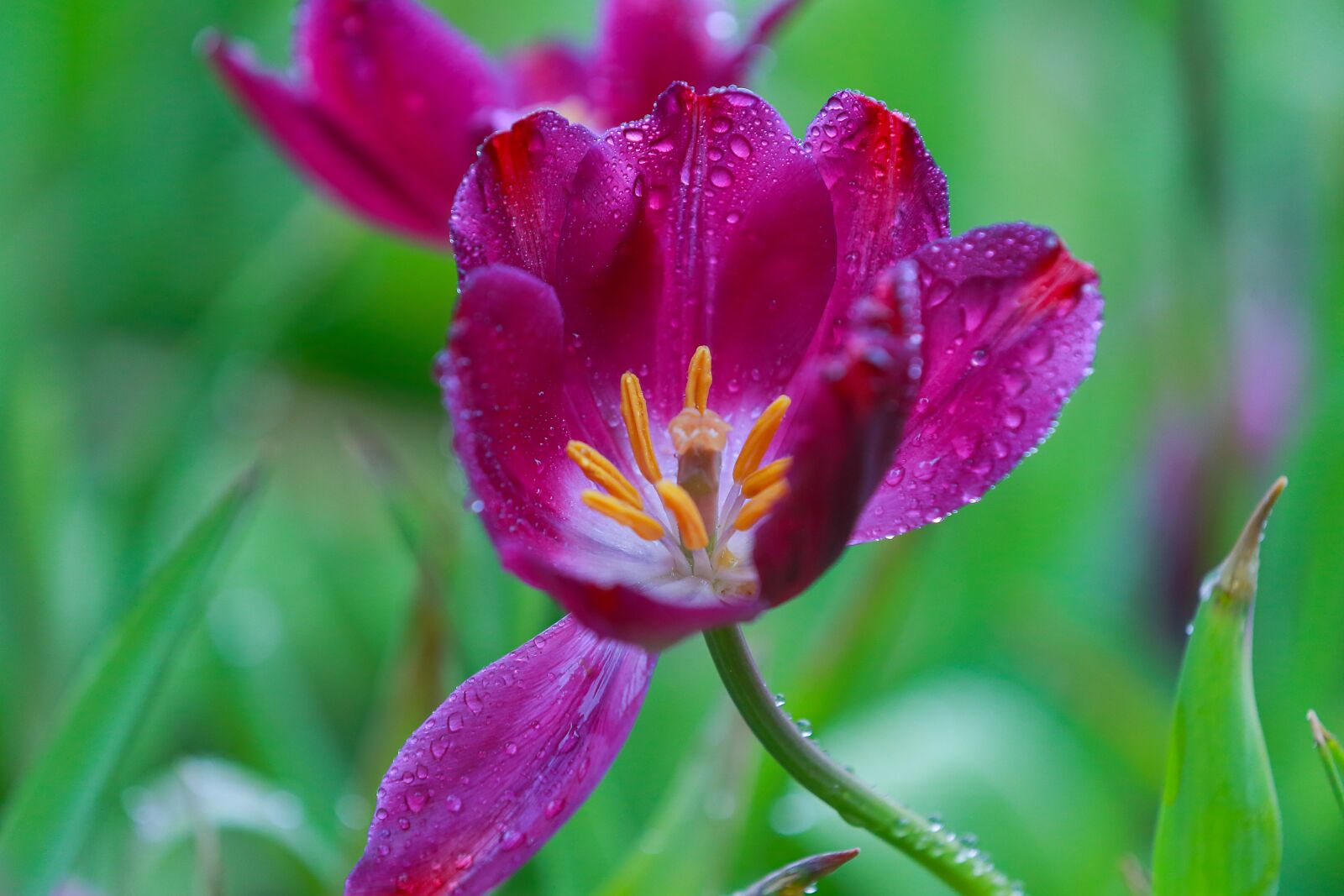 Canon EOS-1D X + Canon EF 70-200mm F2.8L IS II USM sample photo. Flower, tulip, the garden photography