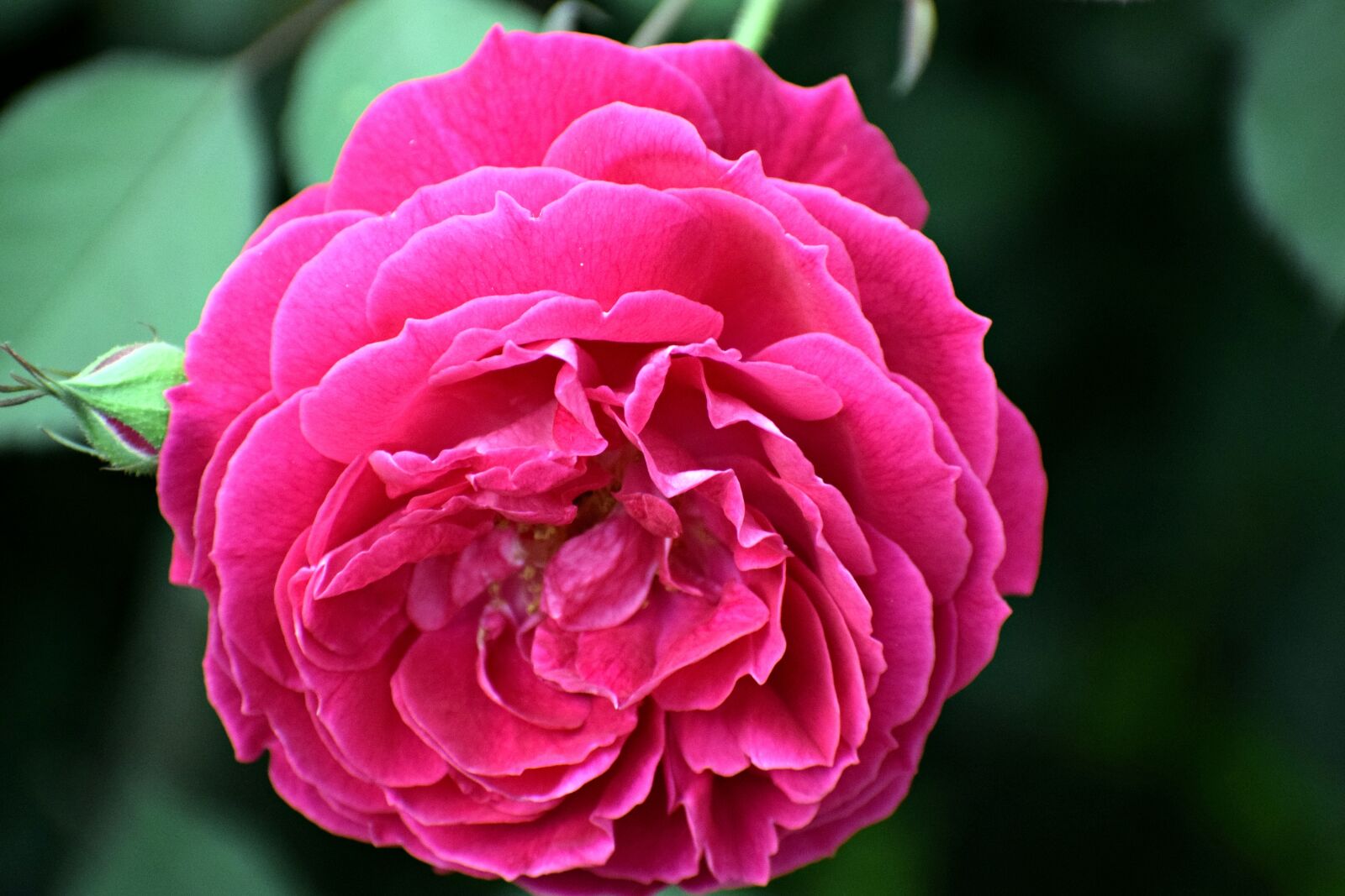 Nikon D3300 sample photo. Rose, flower, nature photography