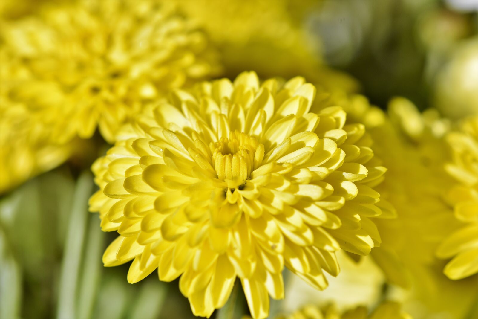 Nikon D7200 sample photo. Herbstaster, aster, blossom photography