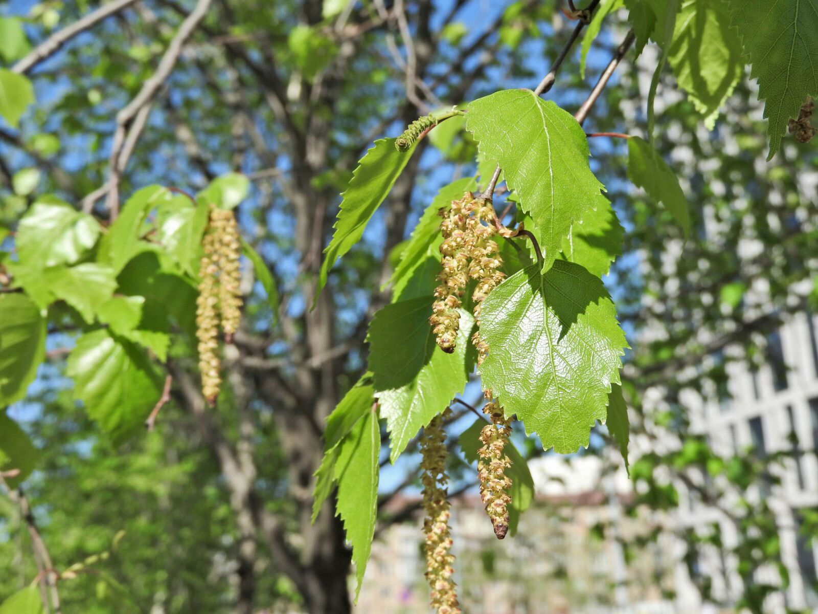Nikon Coolpix P610 sample photo. Birch, leaves, greens photography