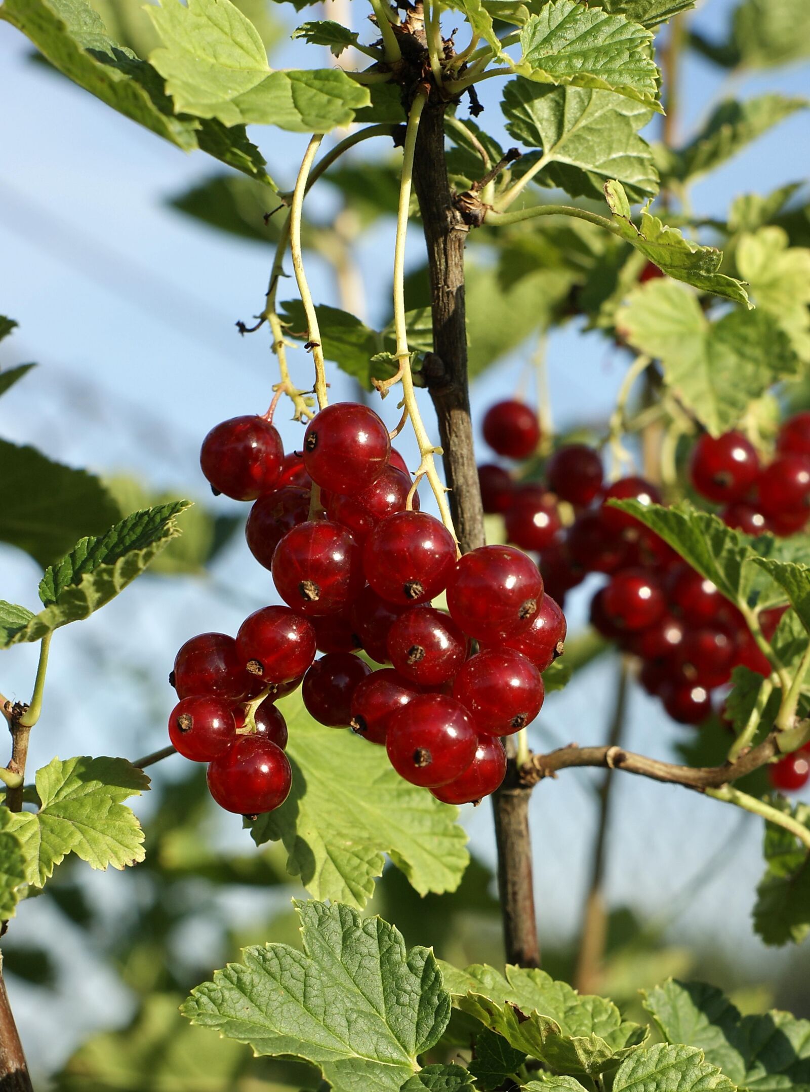 Sony Alpha DSLR-A290 sample photo. Redcurrant, fruit, healthy photography