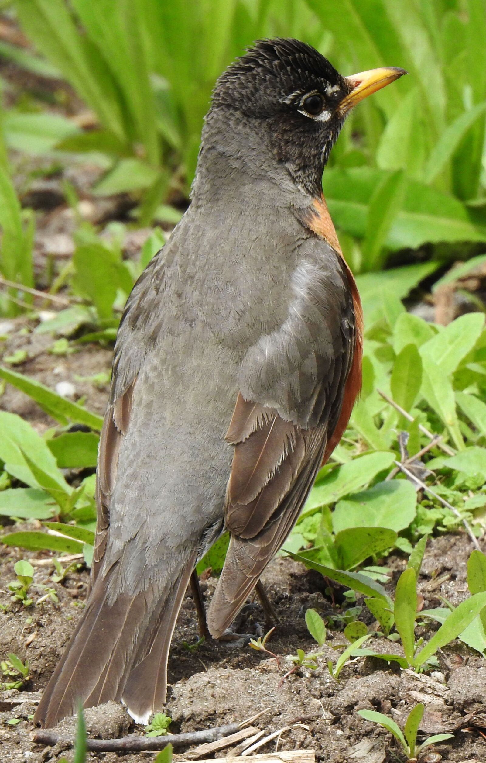 Nikon Coolpix P900 sample photo. American robin, turdus migratorius photography