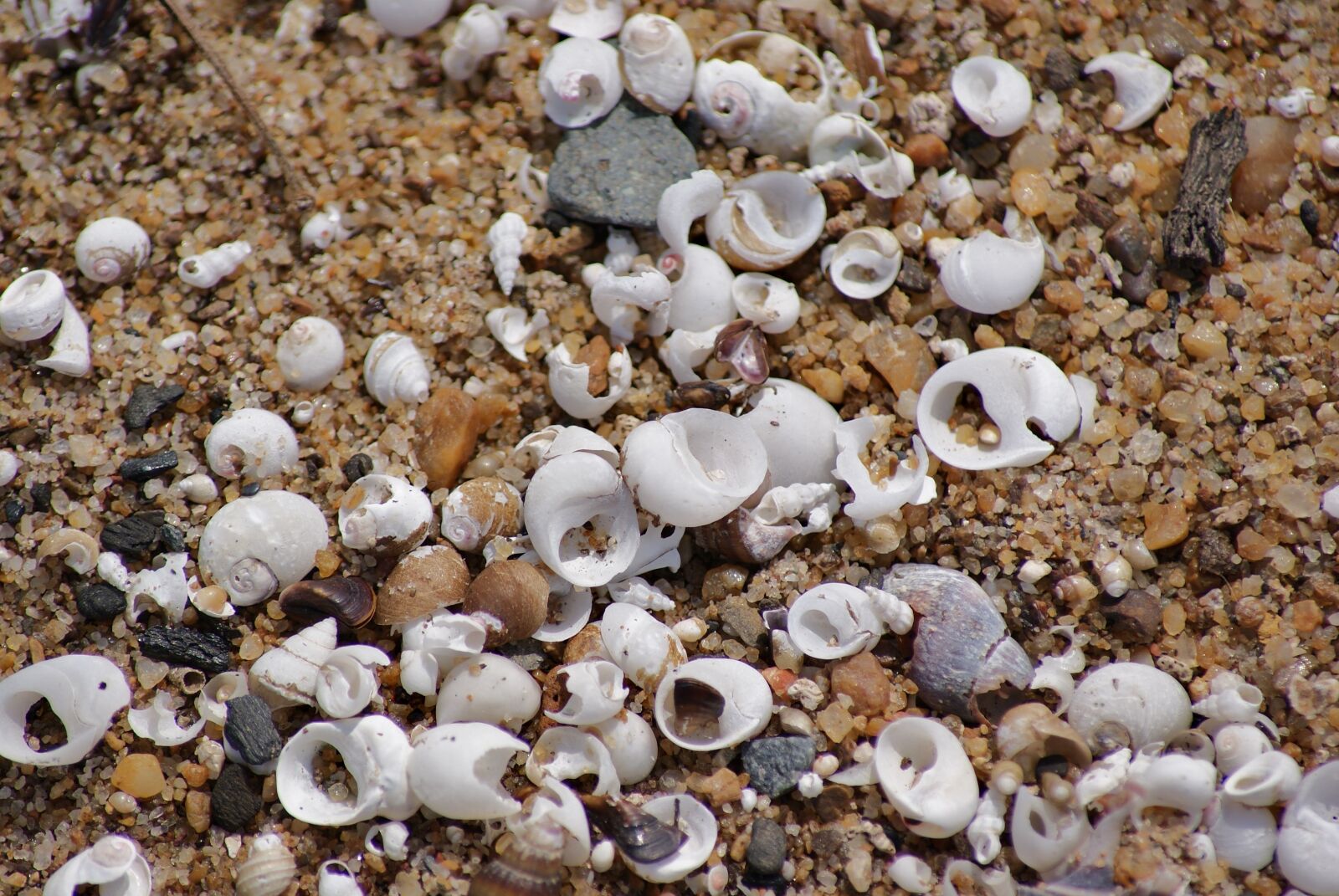 Sony Alpha DSLR-A230 sample photo. Beach, shells, sand photography