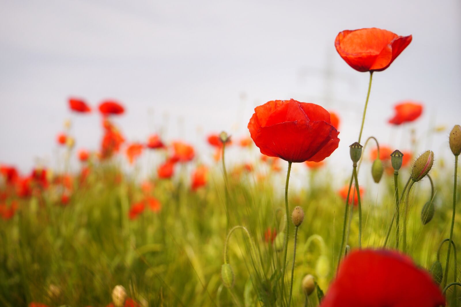 Panasonic Lumix DMC-G5 sample photo. Poppy, flower, red poppy photography