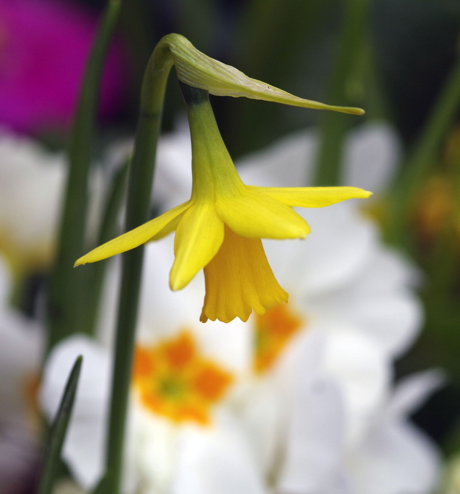 Pentax K-S1 sample photo. Daffodil, spring, flower photography