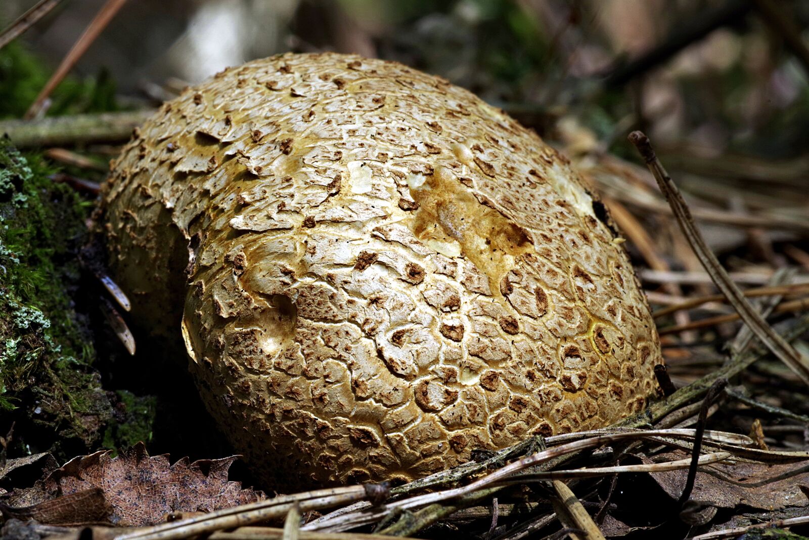 Pentax K-S2 sample photo. Fuzz-ball, mushroom, large photography