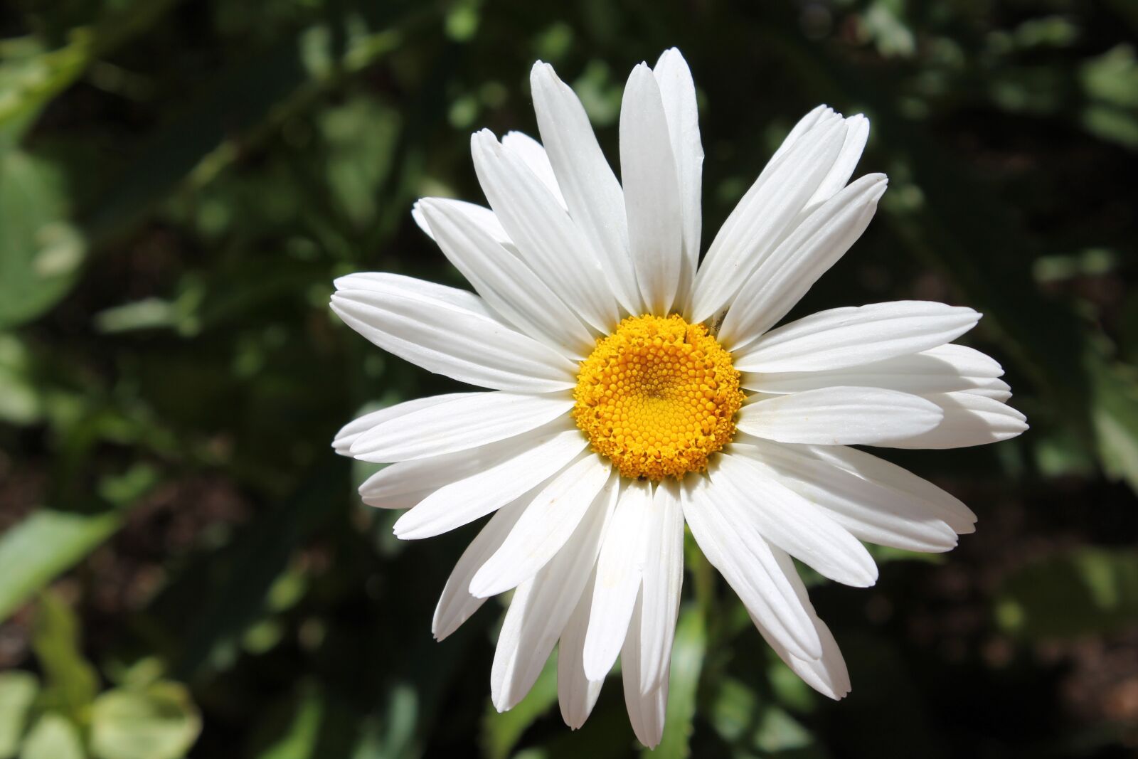 Canon EOS 1100D (EOS Rebel T3 / EOS Kiss X50) sample photo. White flower, bloom, flower photography