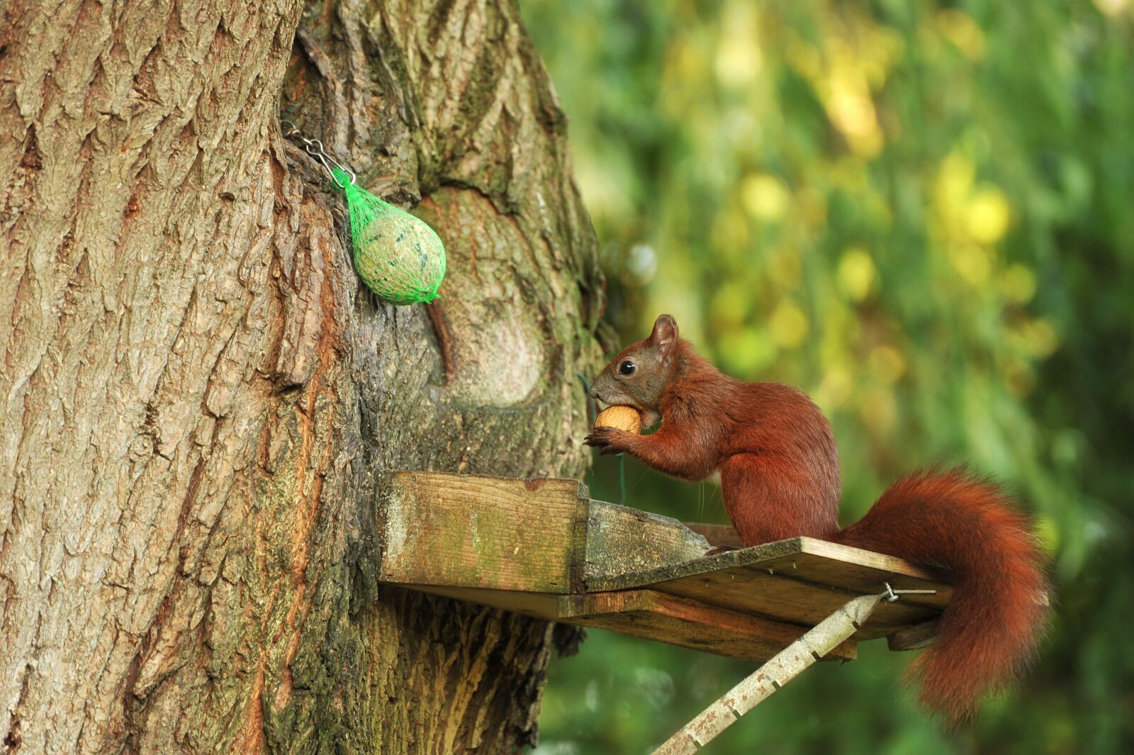 Nikon D3S sample photo. Squirrel, tree, pasture photography