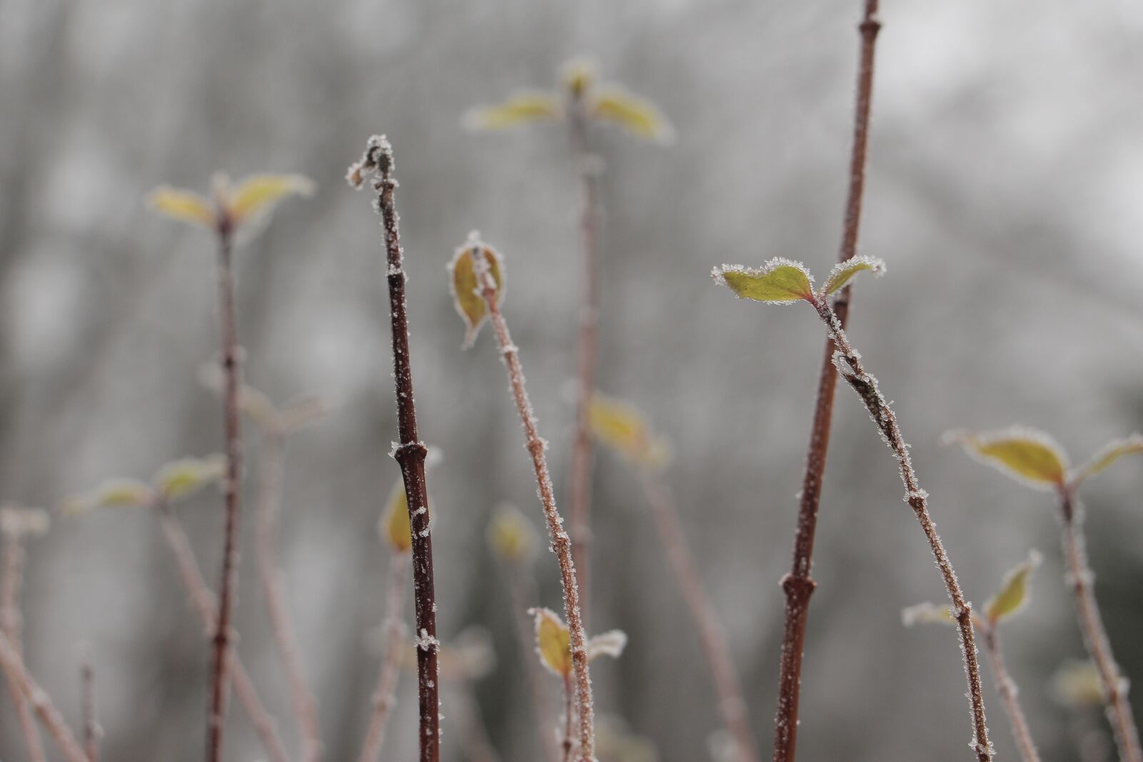Canon EOS 700D (EOS Rebel T5i / EOS Kiss X7i) sample photo. Nature, plant, winter photography
