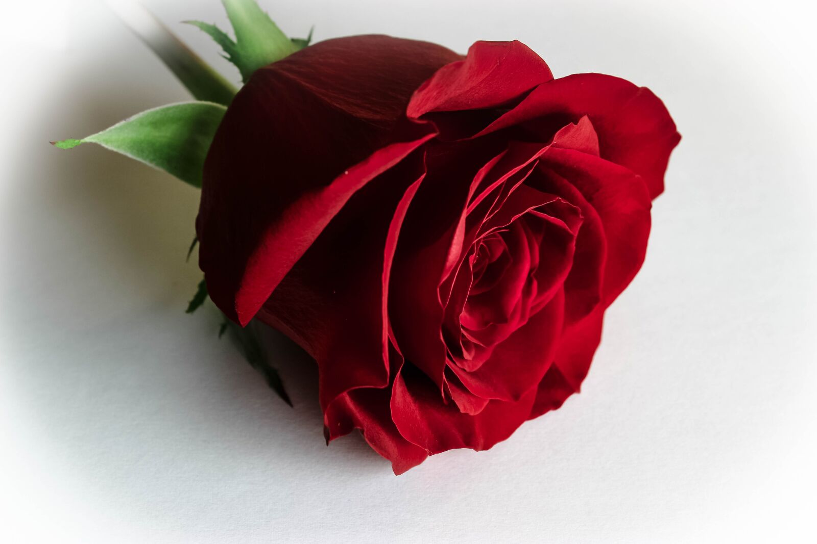 Canon EOS 600D (Rebel EOS T3i / EOS Kiss X5) sample photo. Rose, red rose, roses photography