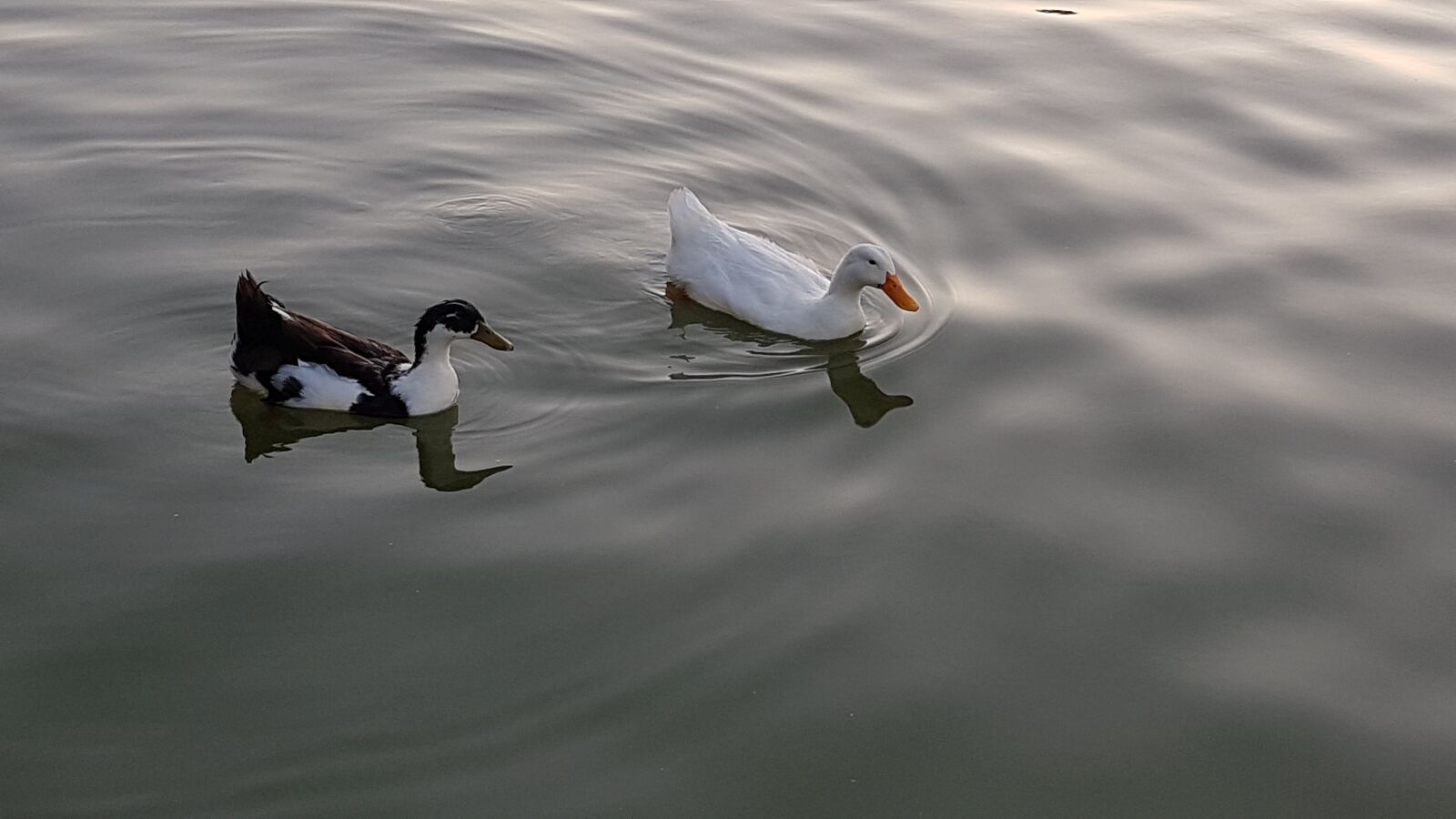 Samsung Galaxy Note Fan Edition sample photo. Duck, water, river photography