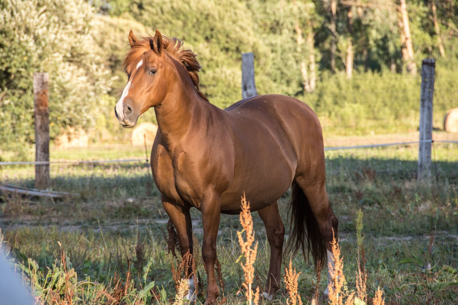 Nikon D7200 sample photo. Horse, animal, nature photography