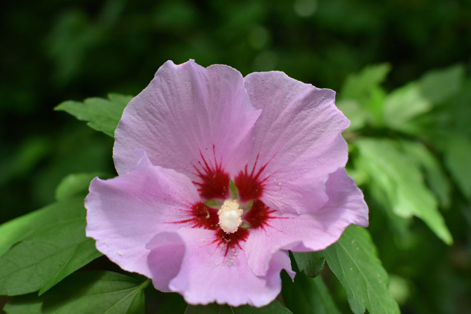 Nikon D7100 sample photo. Flowers, hibiscus, pink hibiscus photography
