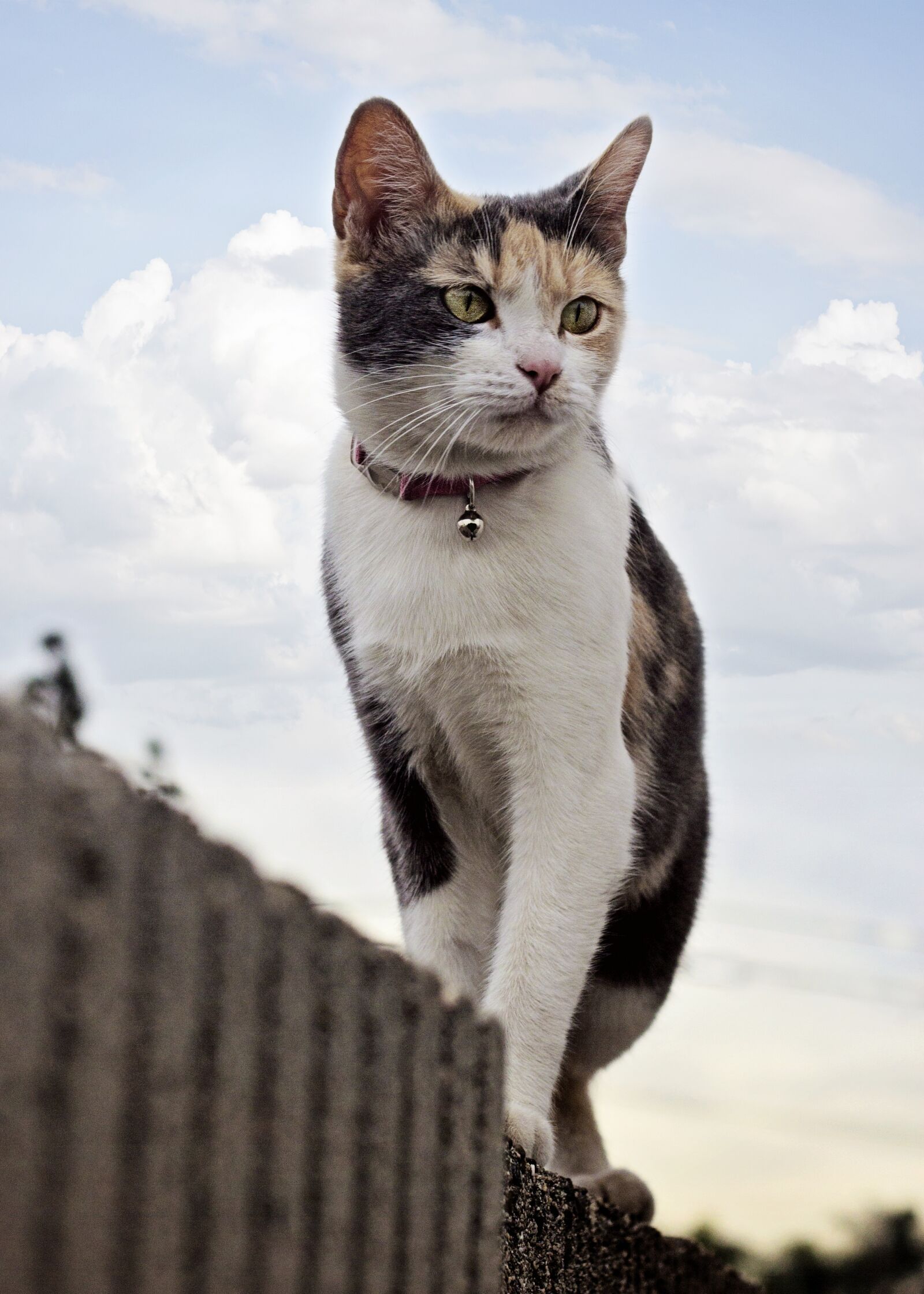Canon EOS 60D + Canon EF 50mm F1.8 II sample photo. Cat, wall, sky photography